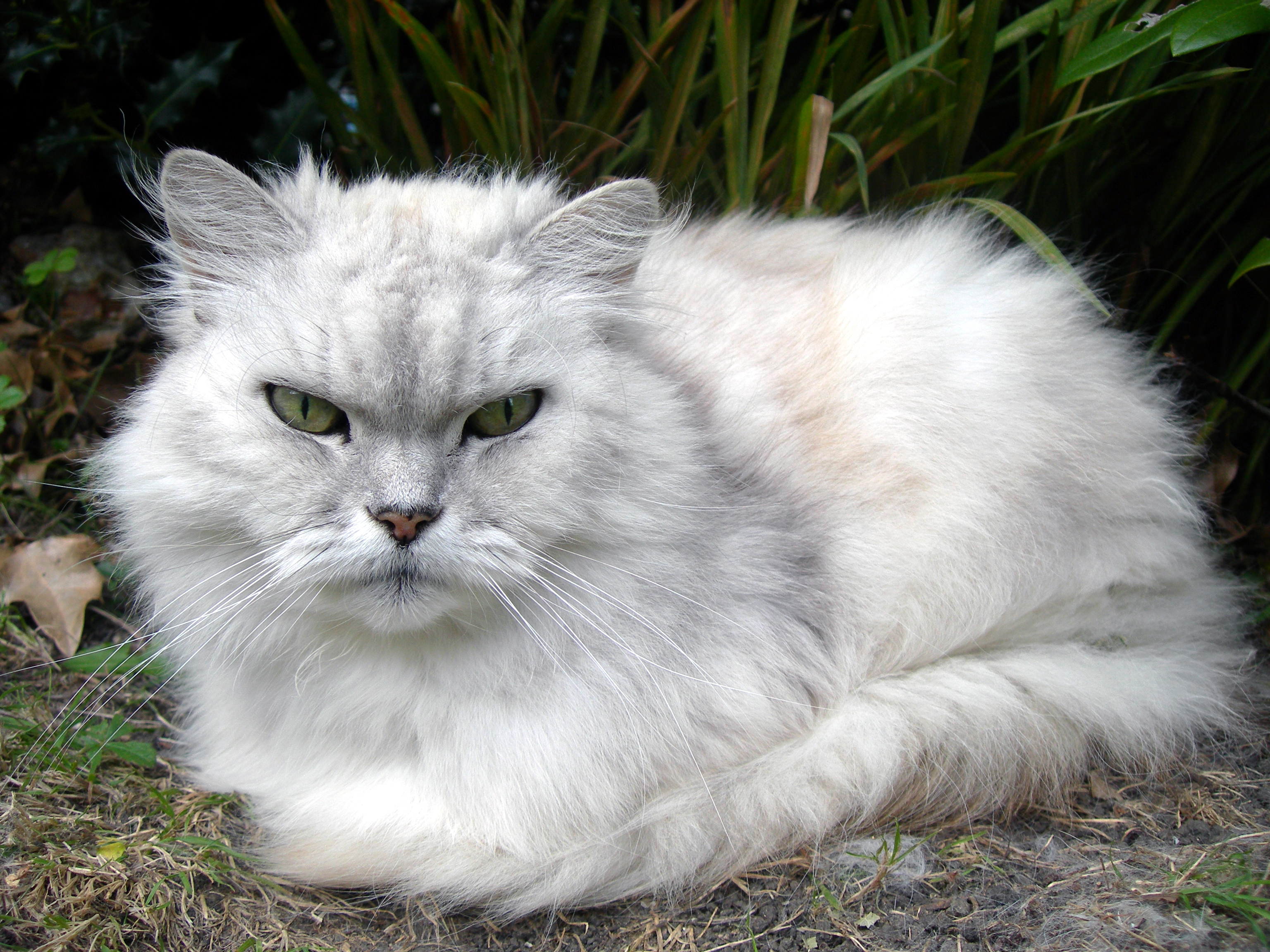 Fat Cat (4960786538)
