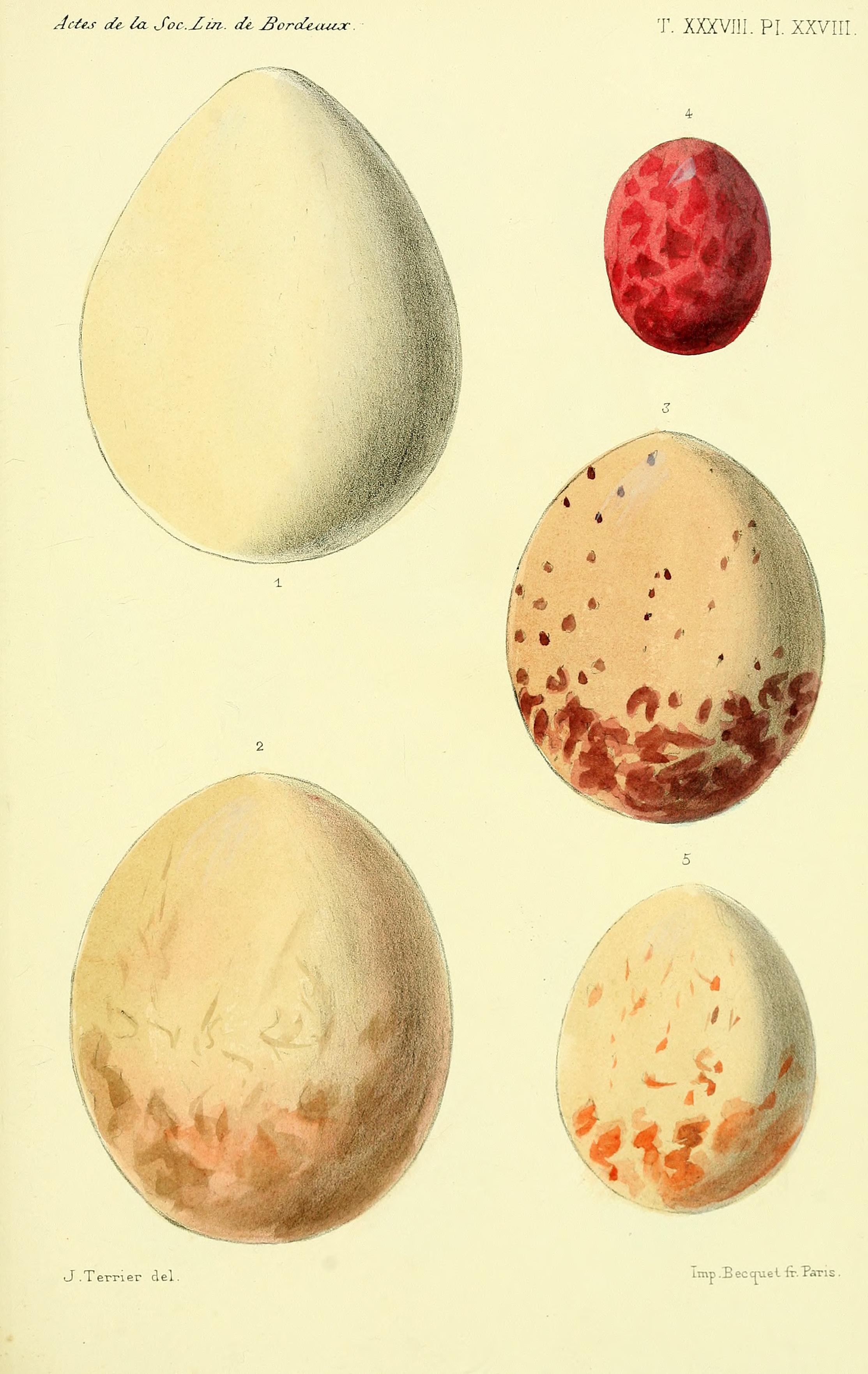 Faune de la Sénégambie (Planche XXVIII) BHL34755855