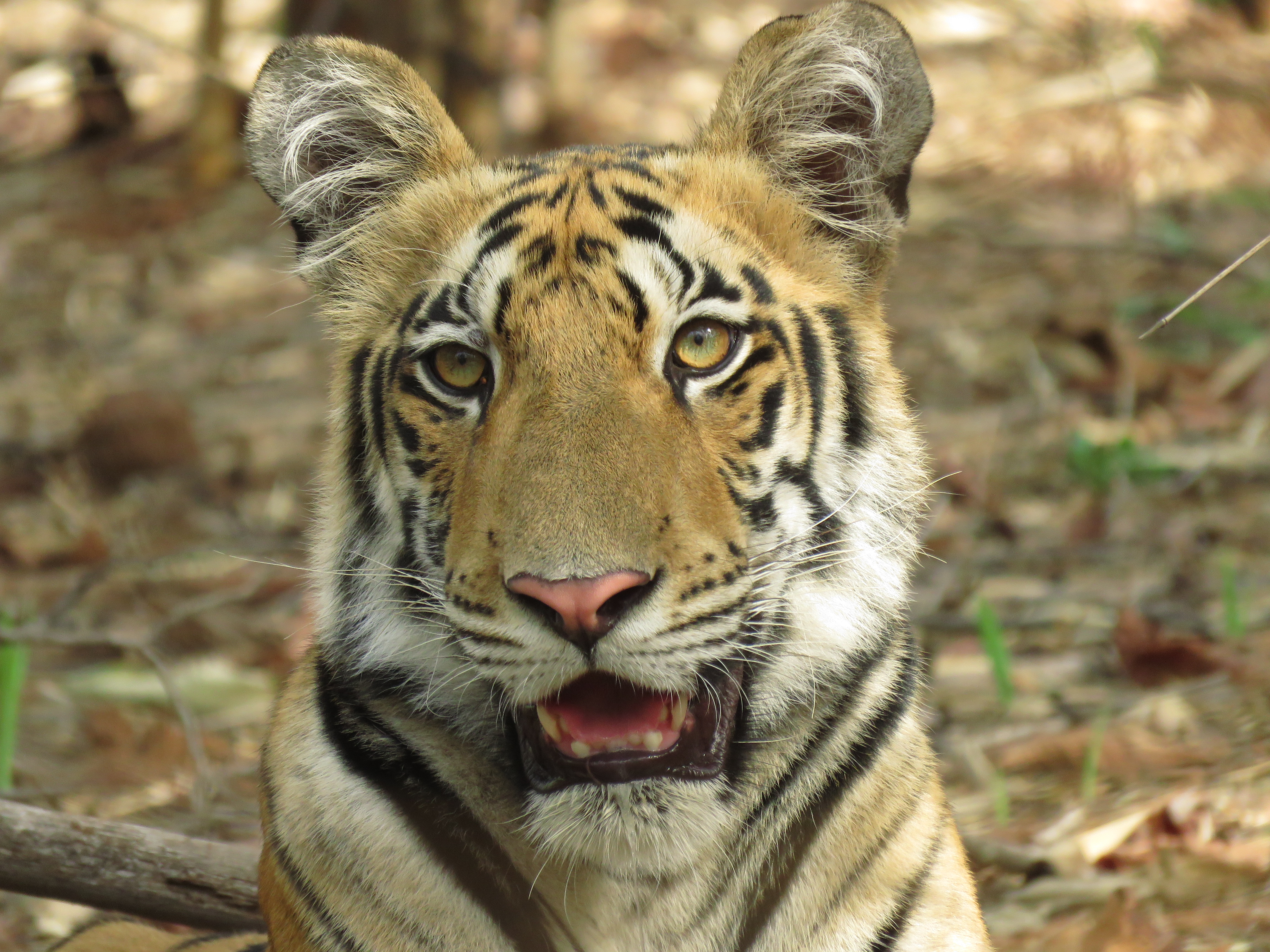 Fearless Tigress2
