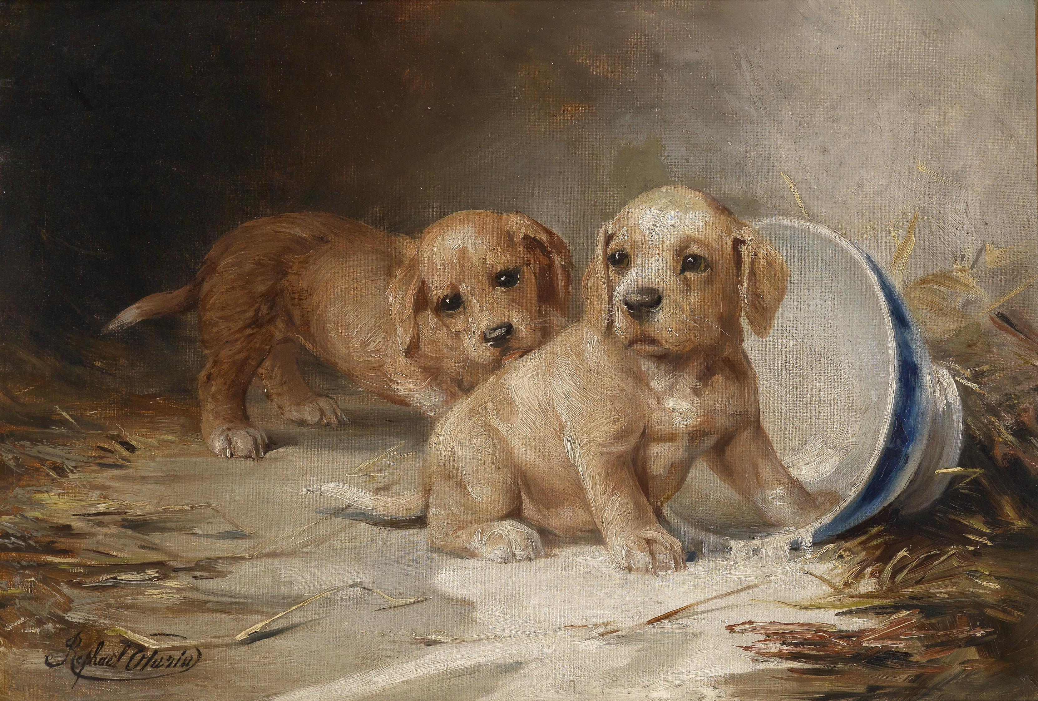 Federico Olaria Welpen