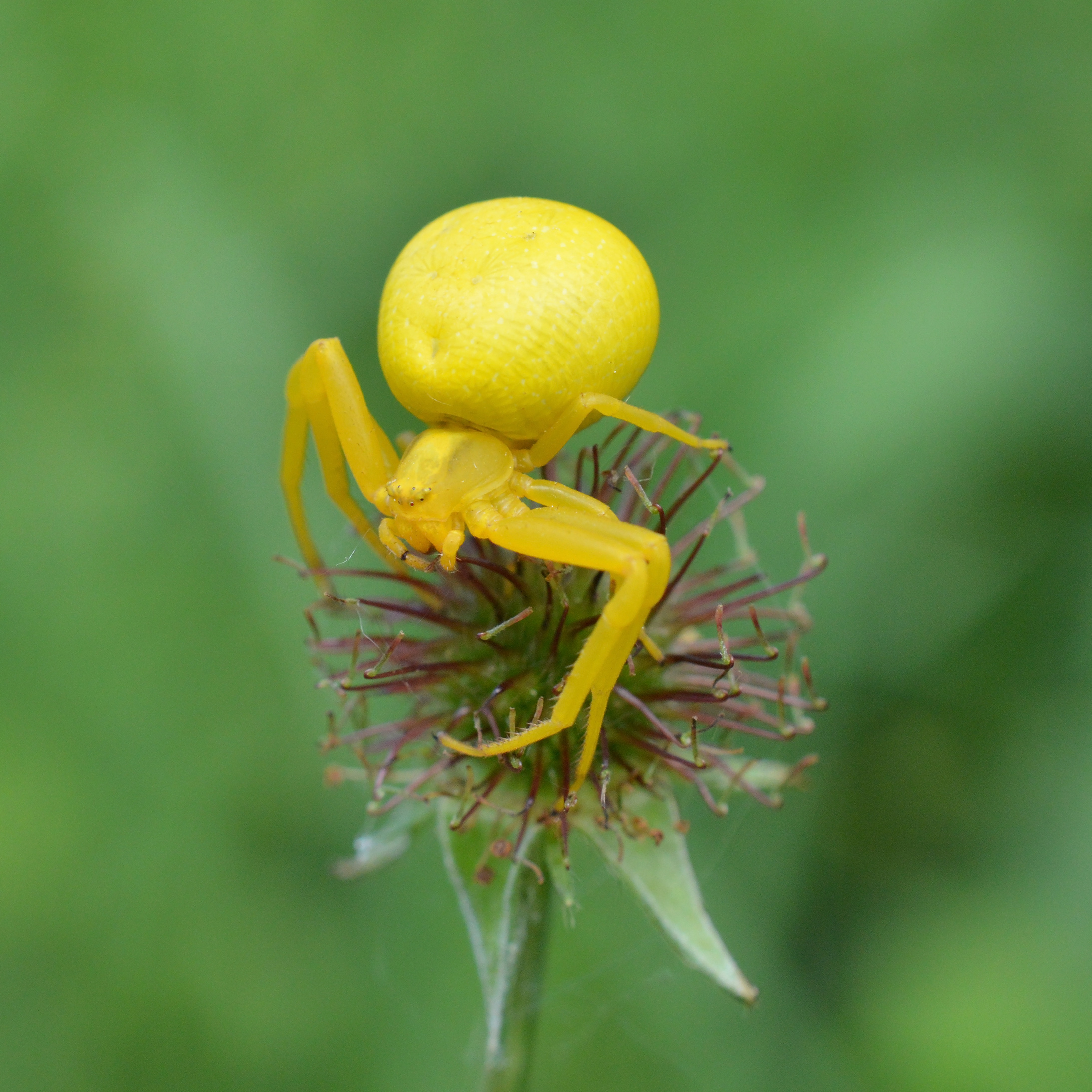 Female Misumena vatia near Botevgrad, Bulgaria 02