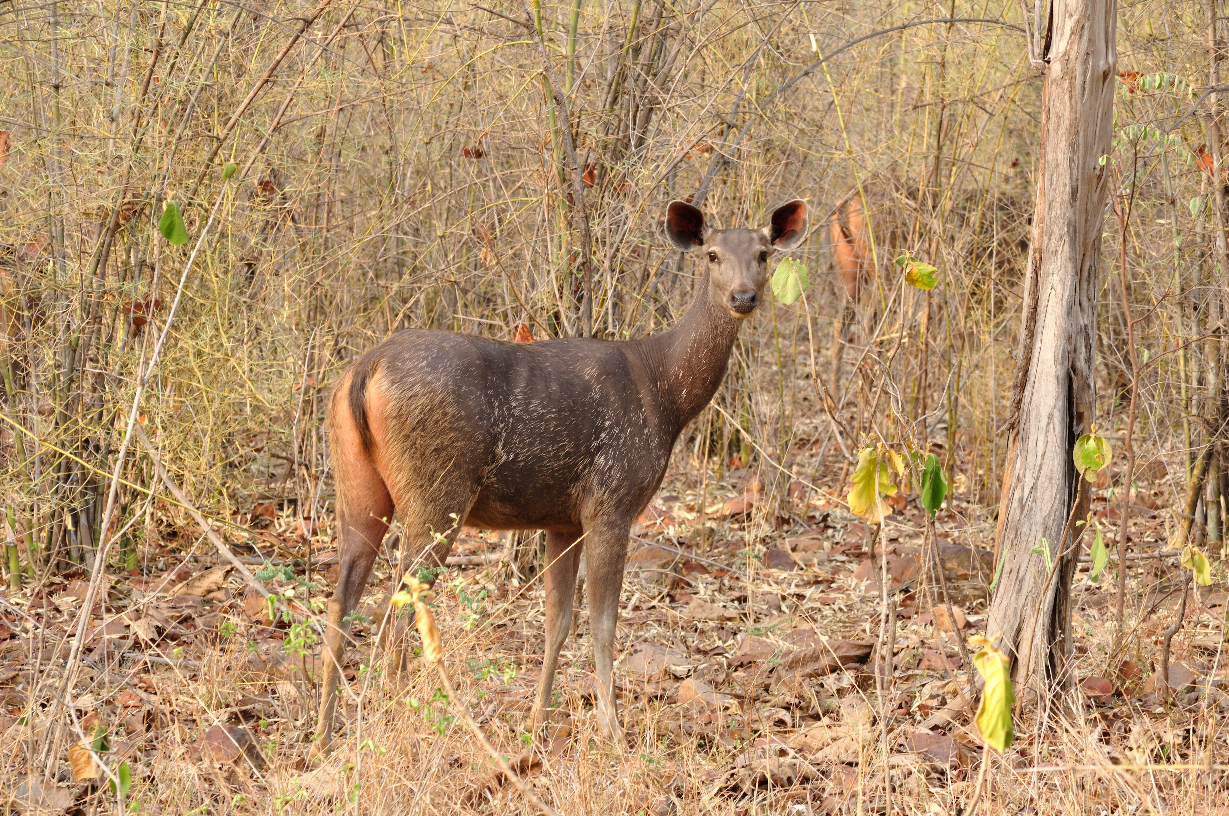 Female Sambar Deer