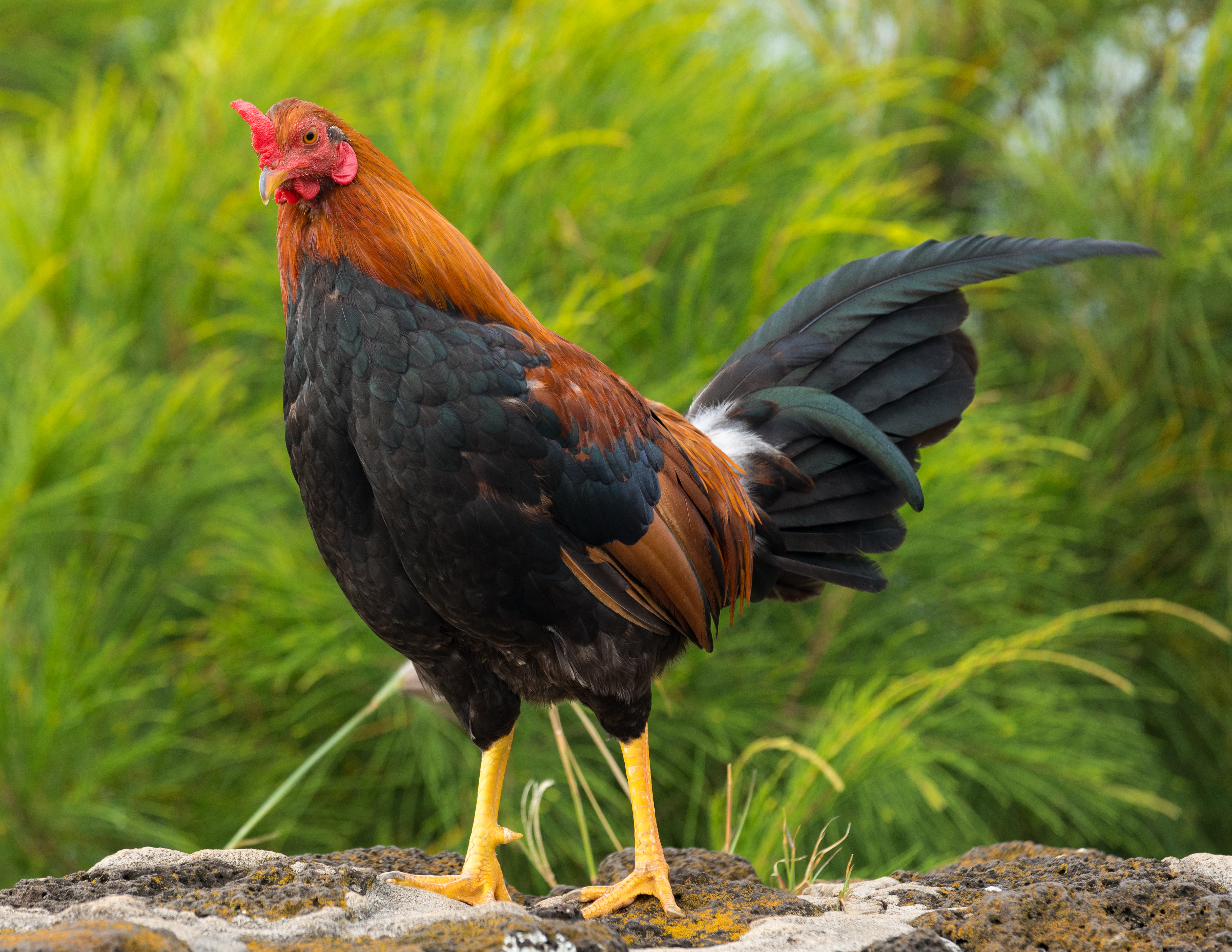 Feral rooster on Kauaʻi