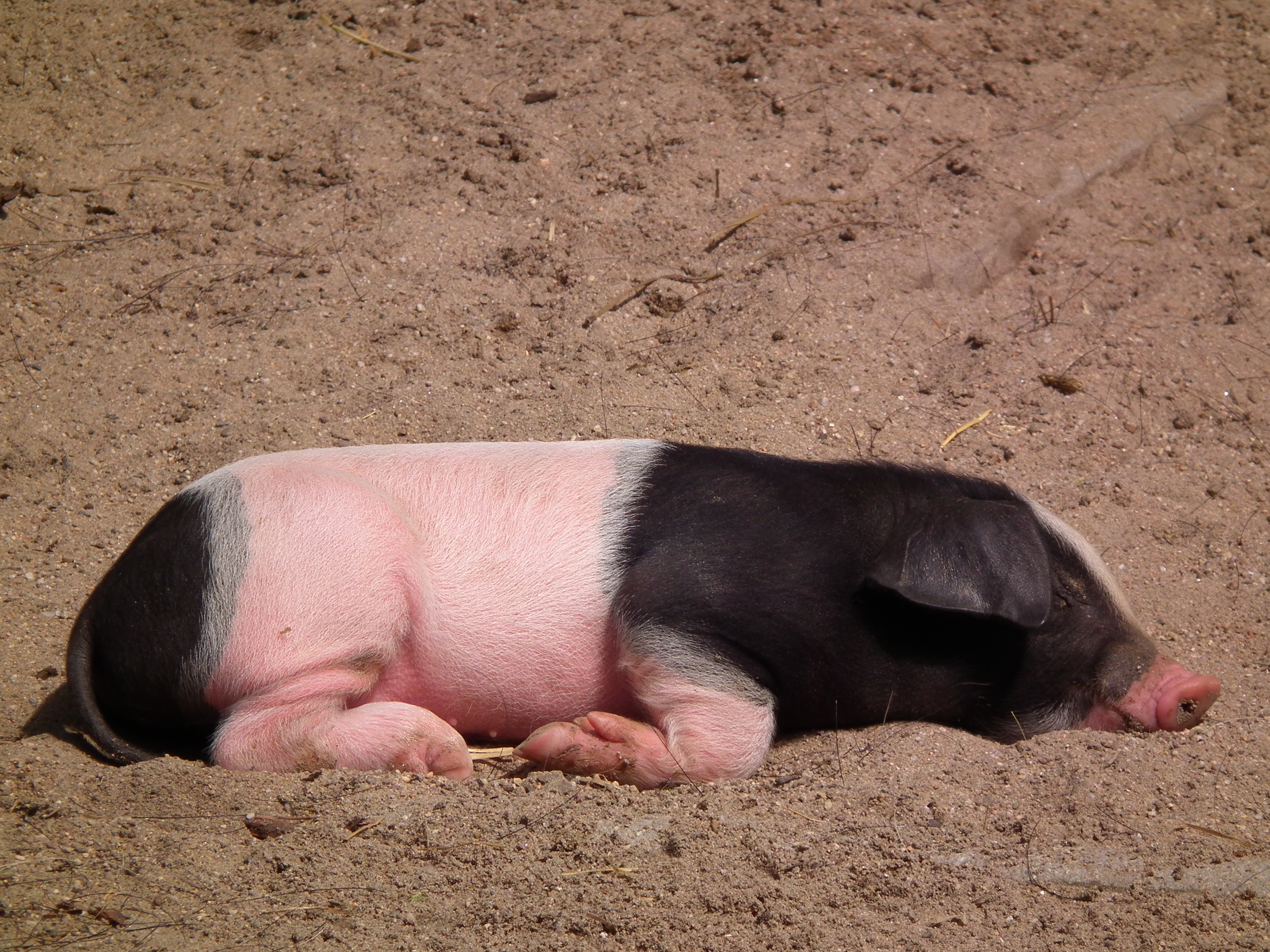 Ferkel Angler Sattelschwein Mai 2014
