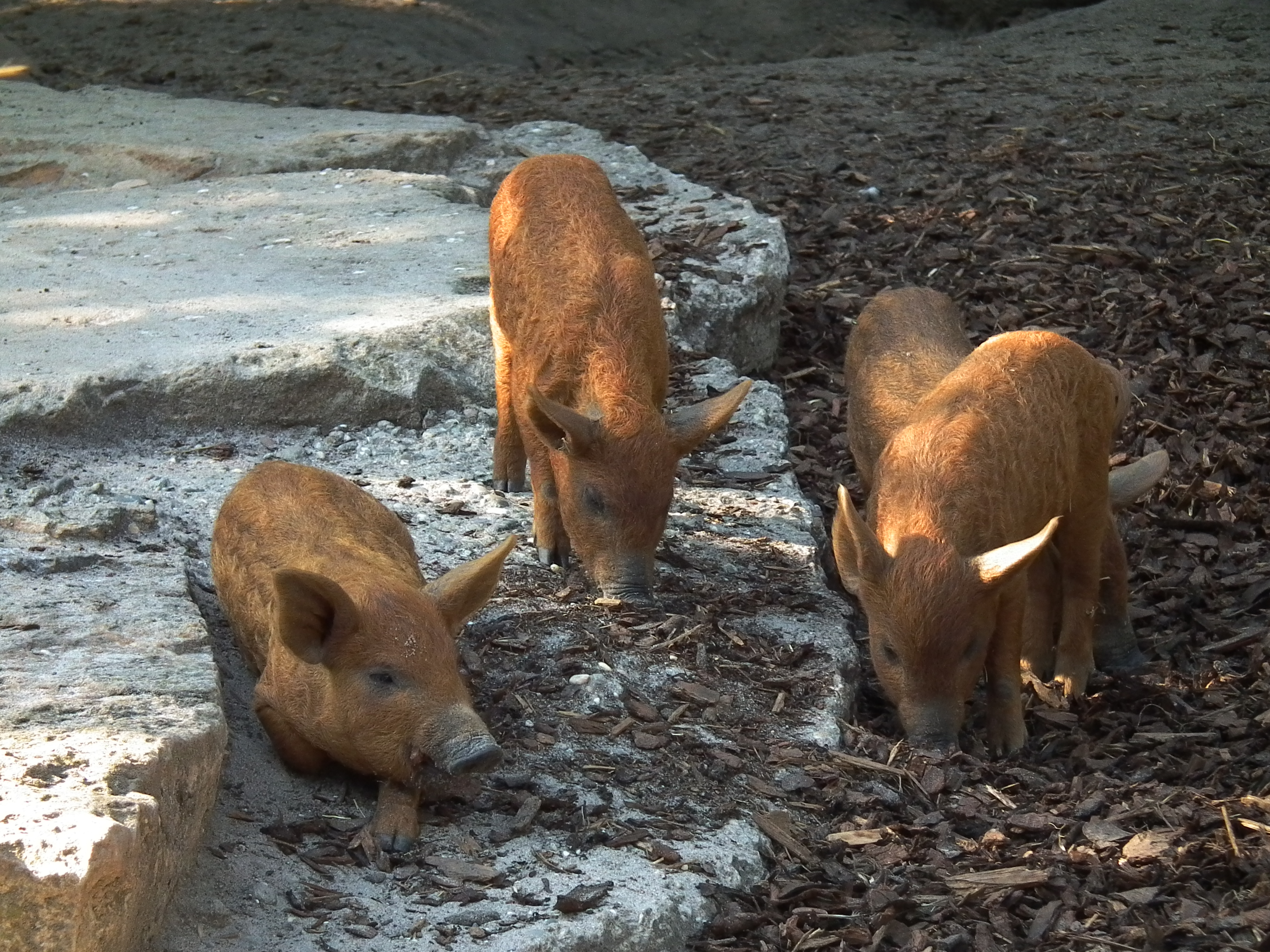 Ferkel Mangalitza-Wollschwein