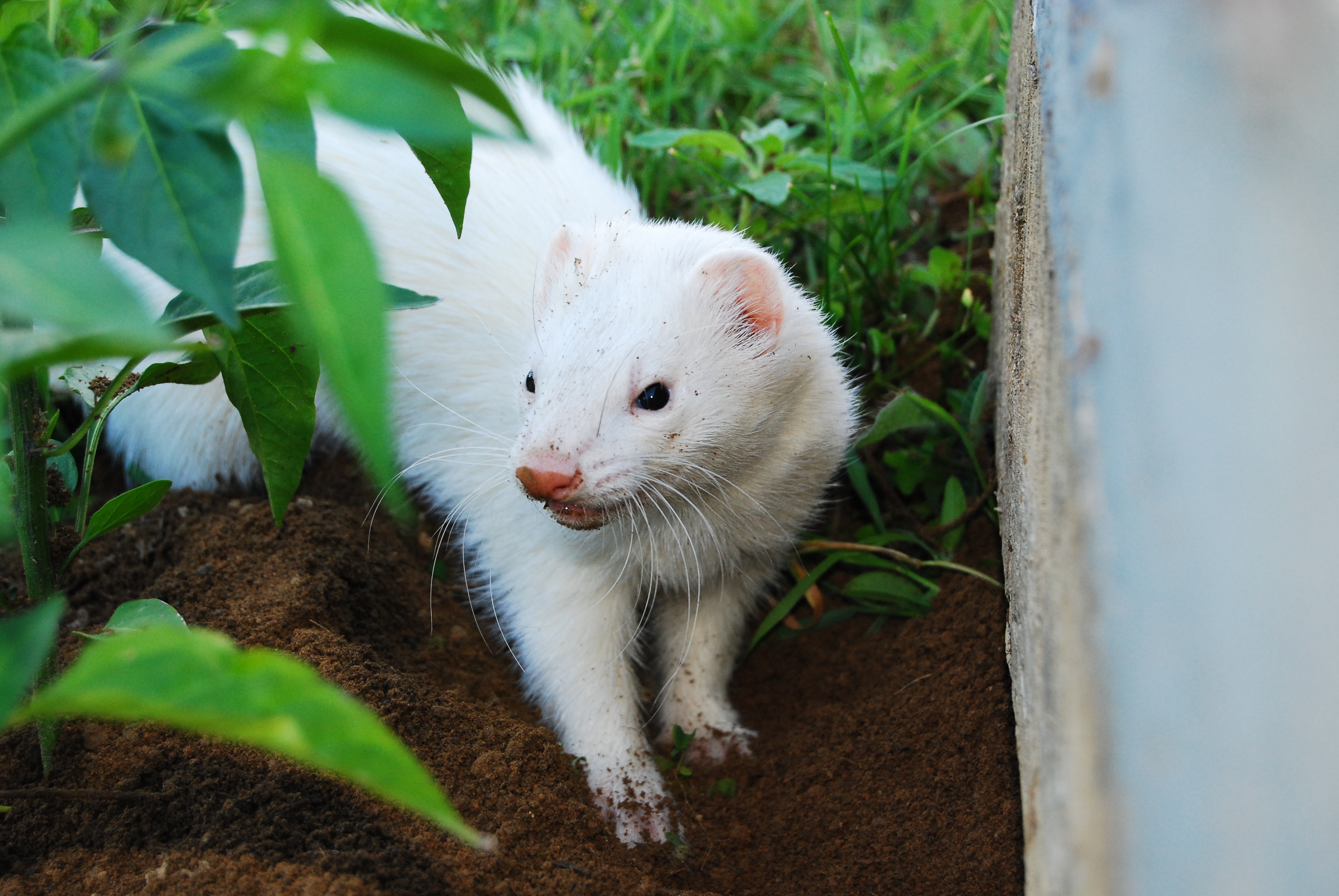 Ferret (837995956)