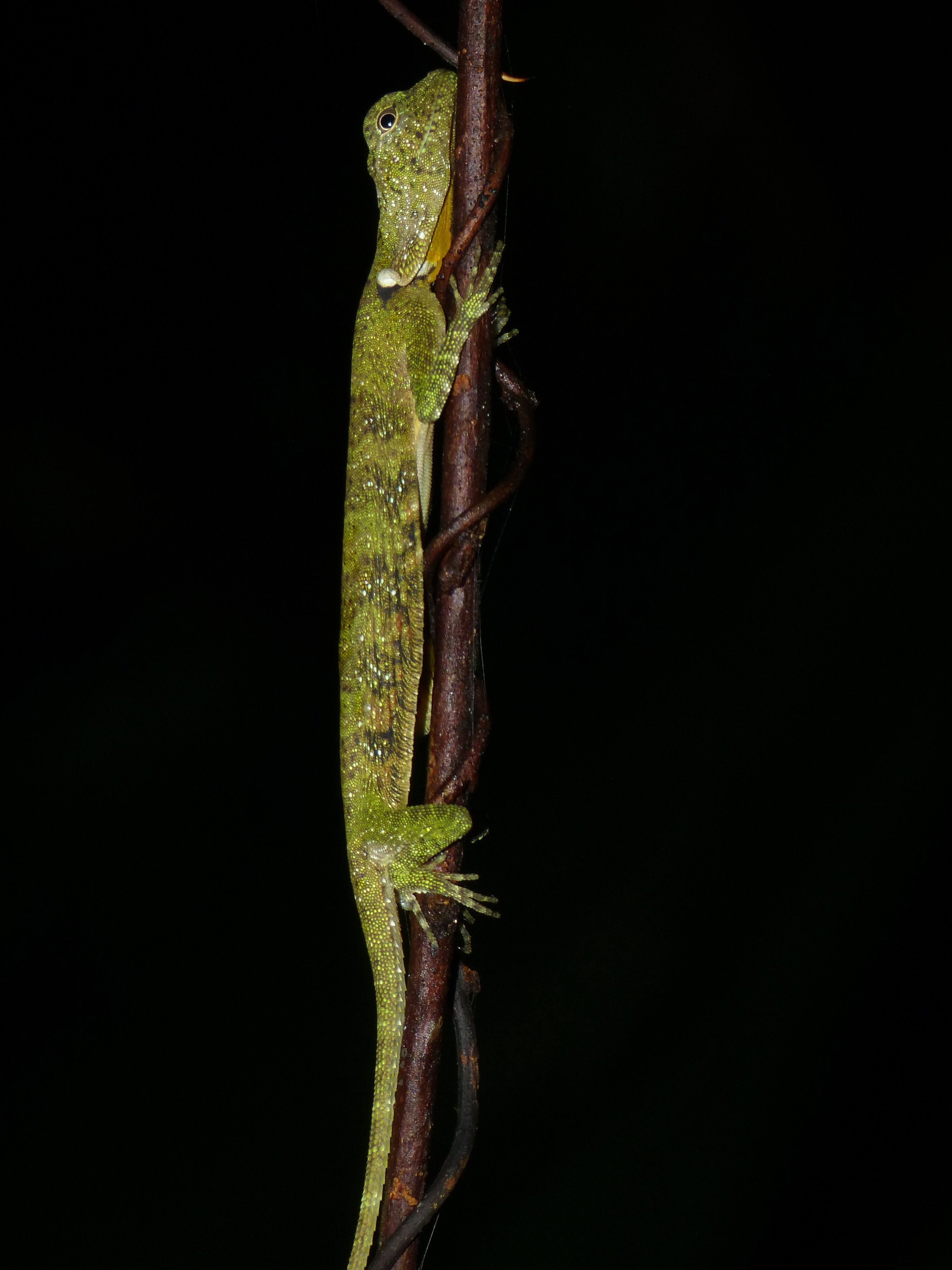 Five-banded Gliding Lizard (Draco quinquefasciatus) (8687609589)