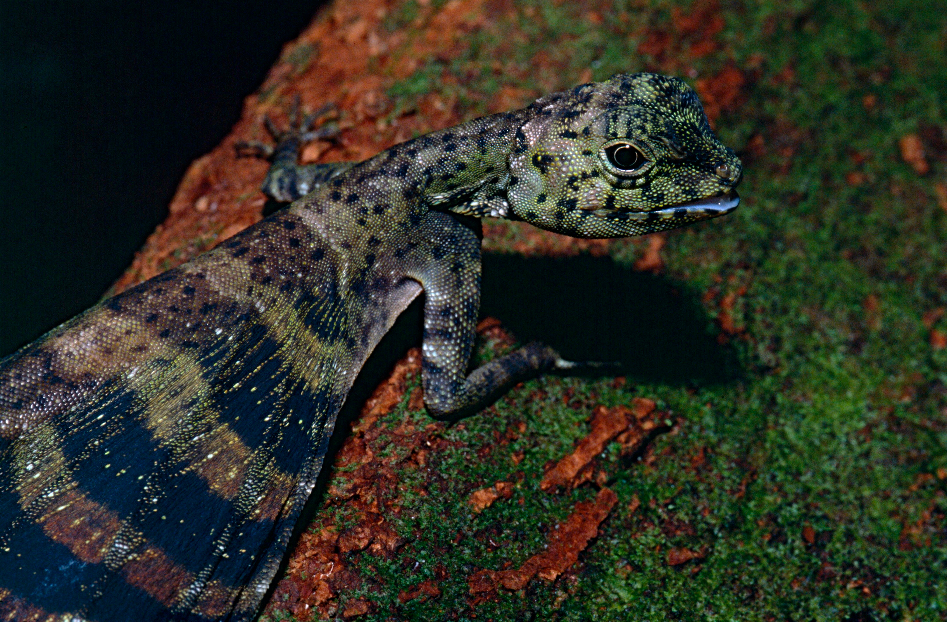 Five-lined Flying Dragon (Draco quinquefasciatus) (13949655267)
