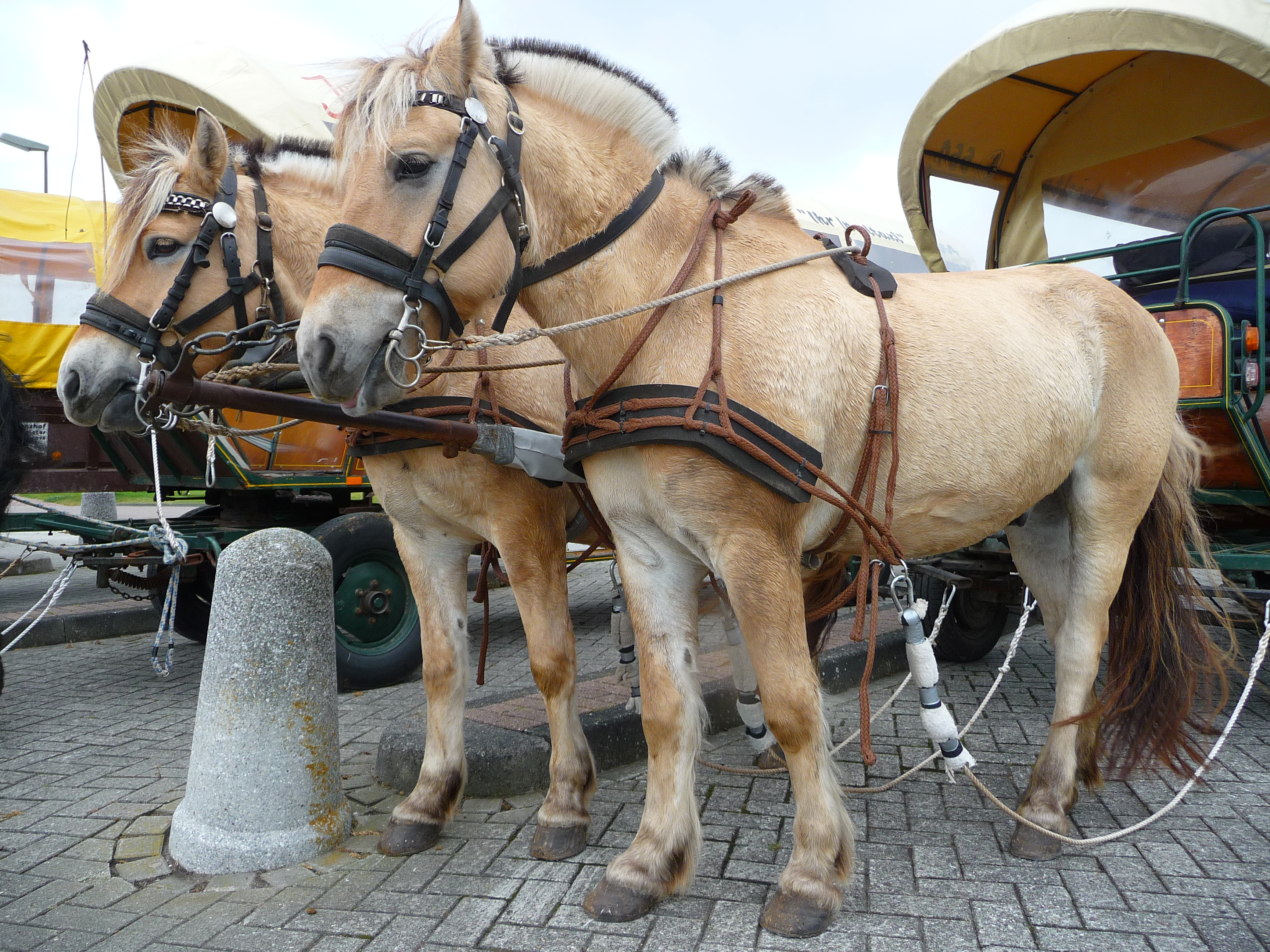 Fjordpferde vor Kutsche