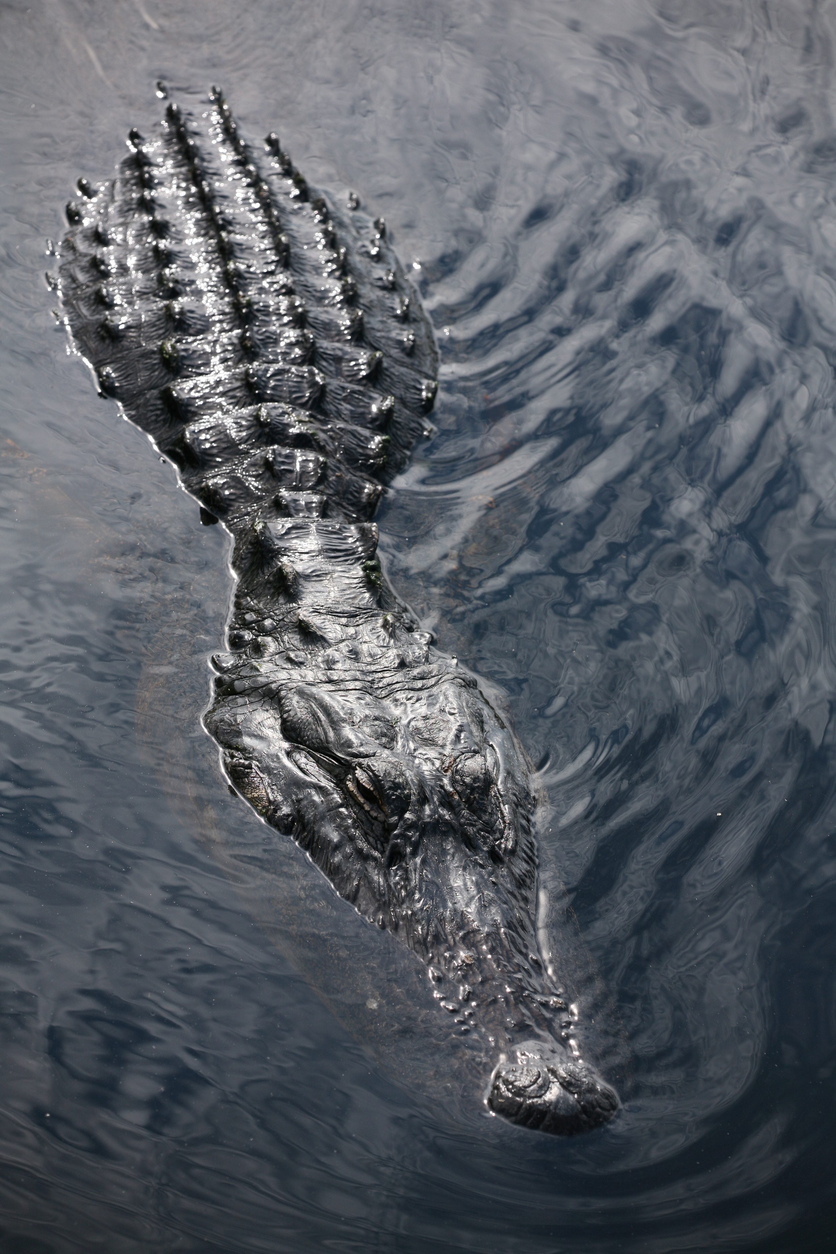FL Alligator 1