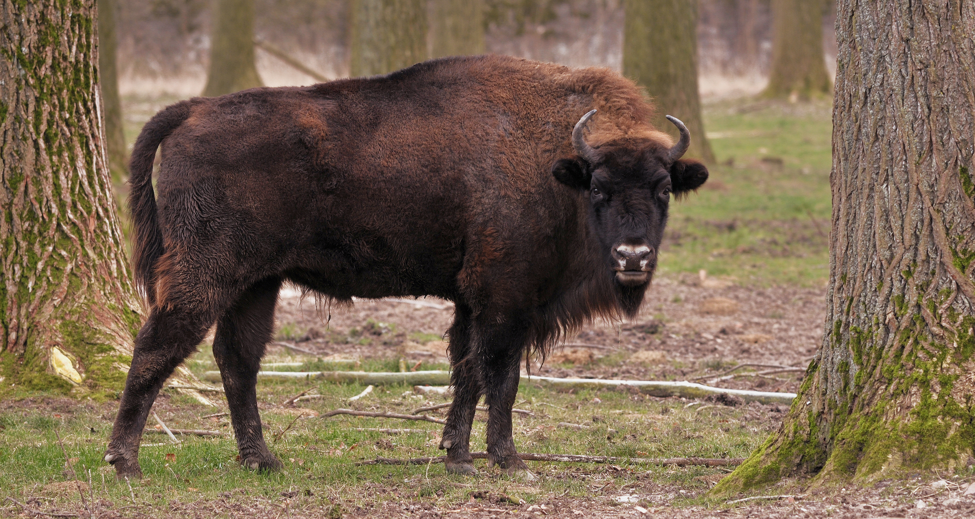 Flachlandwisent (Bison bonasus bonasus)
