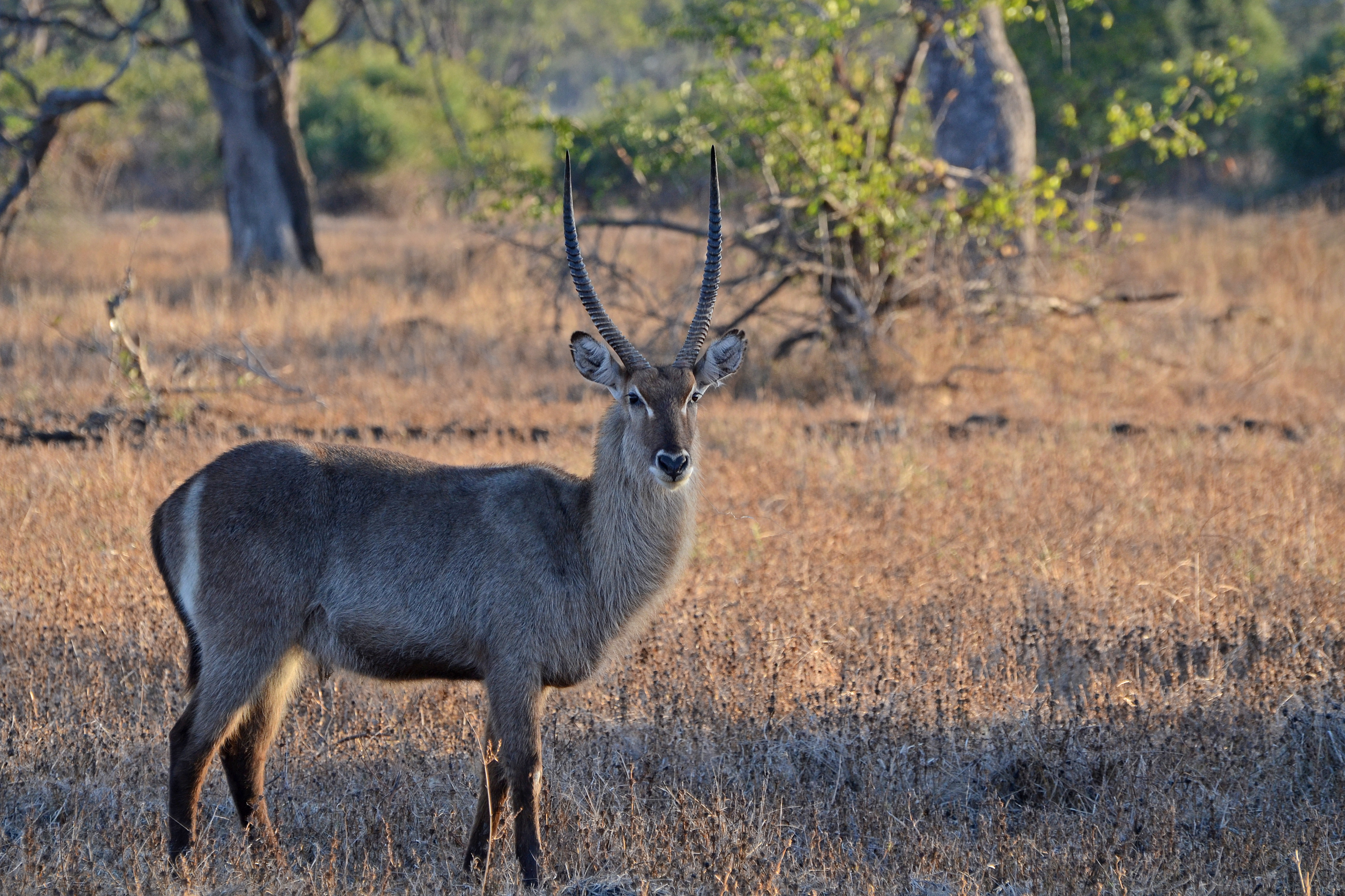 Flickr - ggallice - Waterbuck