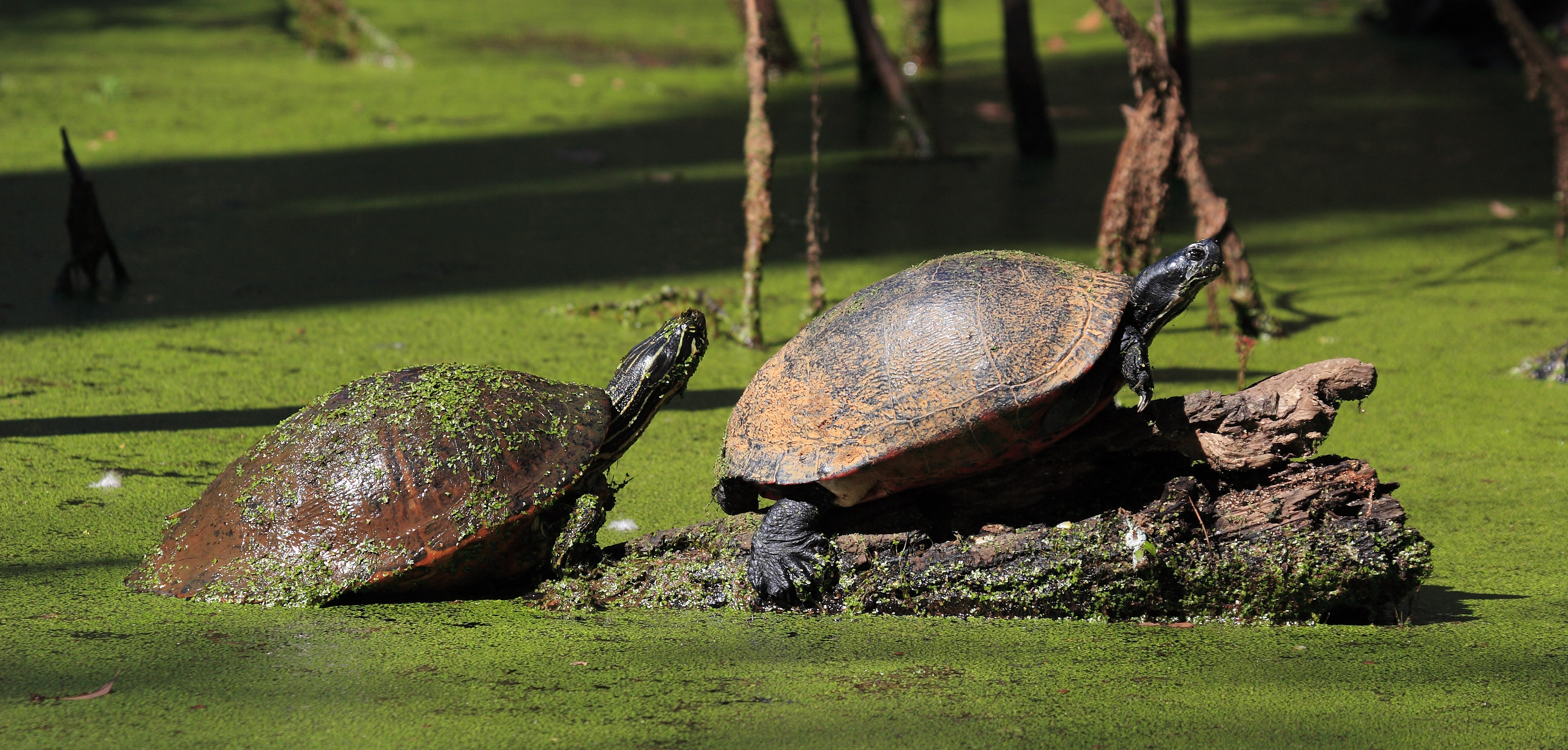 Florida Redbelly Turtles (Pseudemys nelsoni)