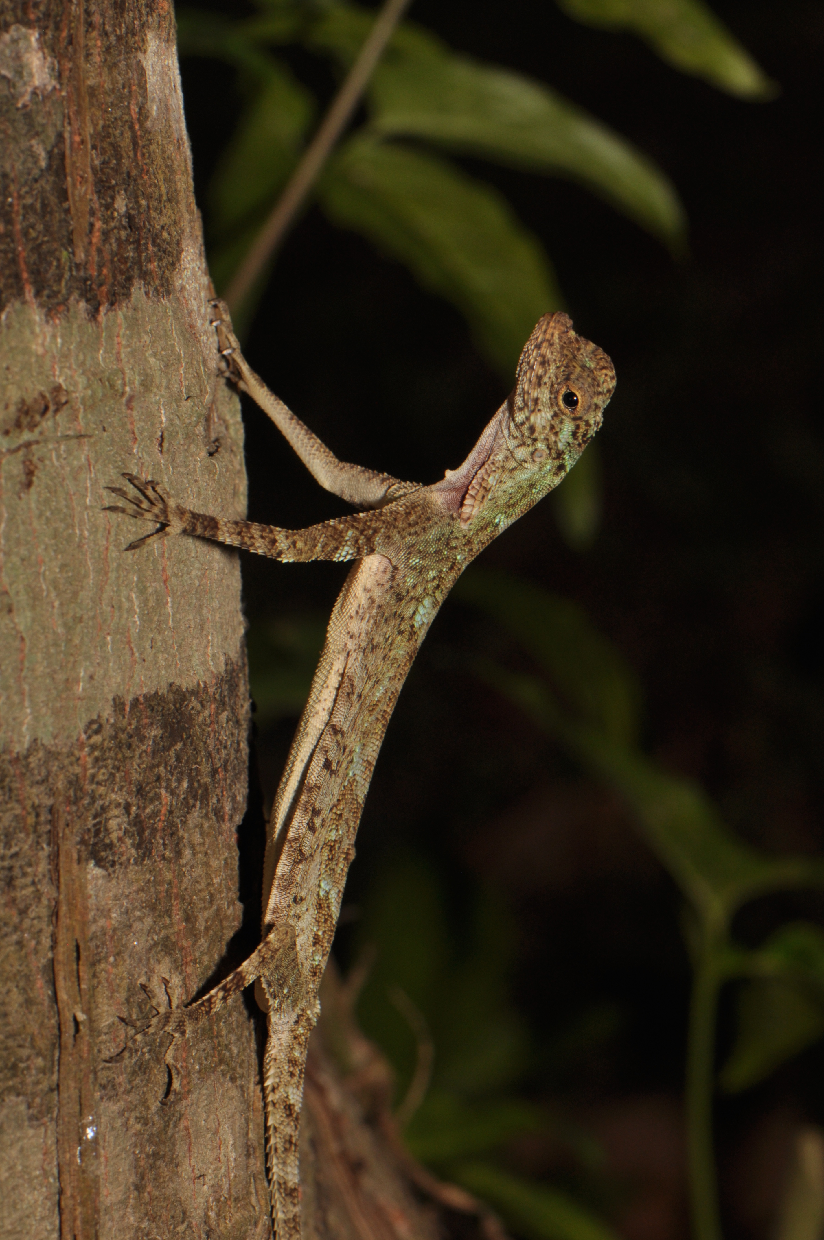 Flying Dragon (Draco sp.) (16136122233)