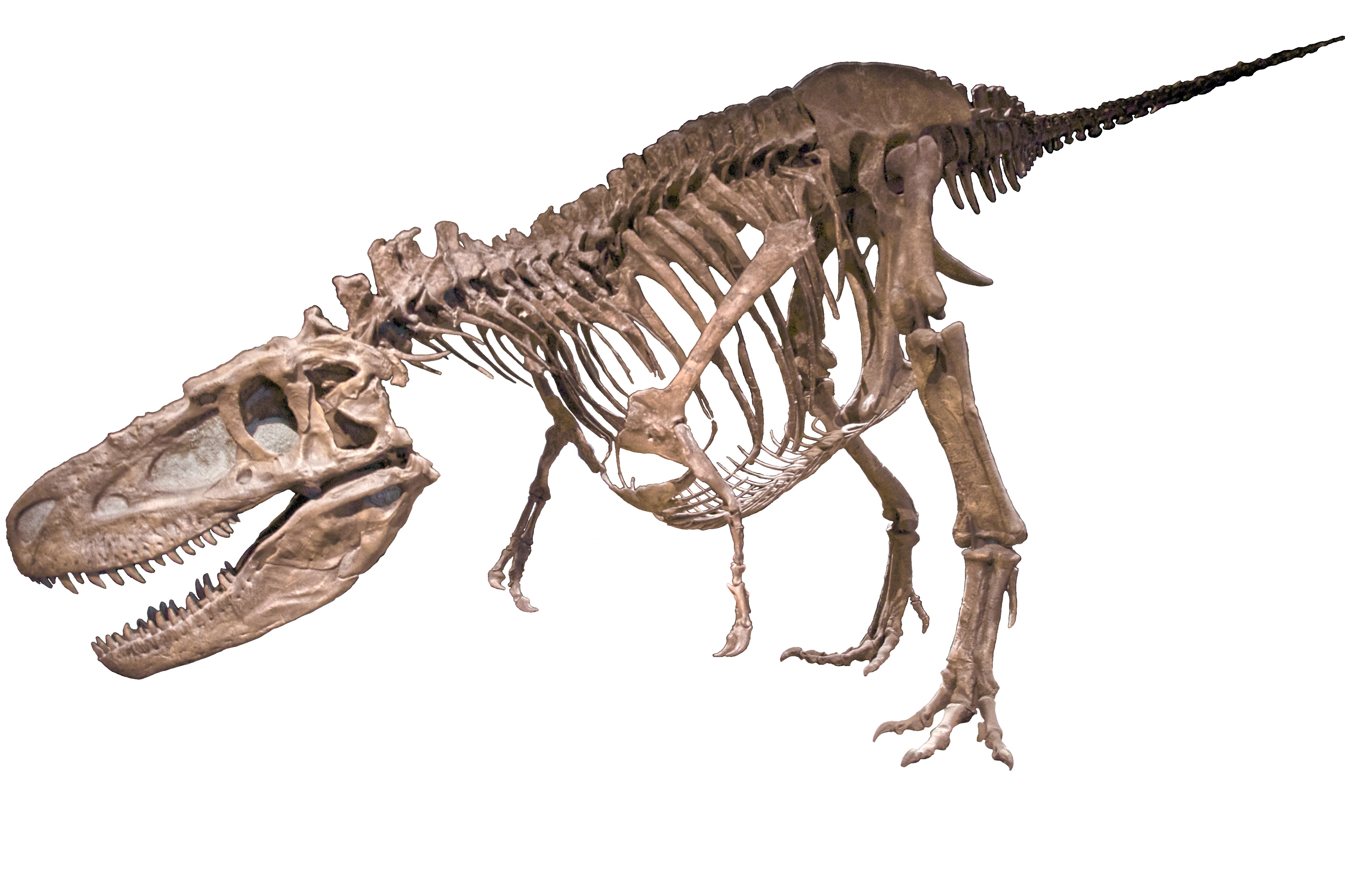 FMNH Daspletosaurus White Background
