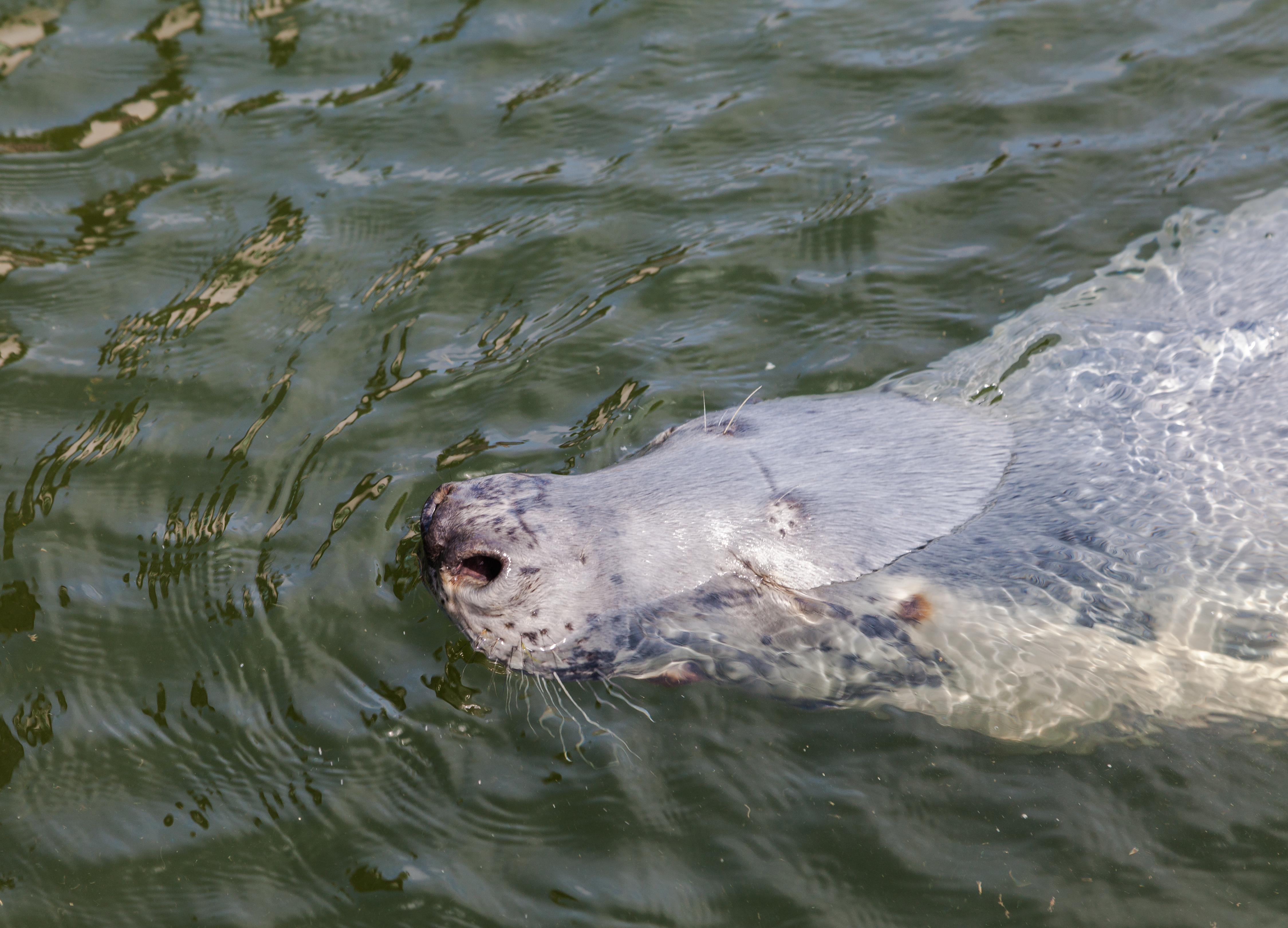 Focario de focas grises (Halichoerus grypus), Hel, Polonia, 2013-05-23, DD 10