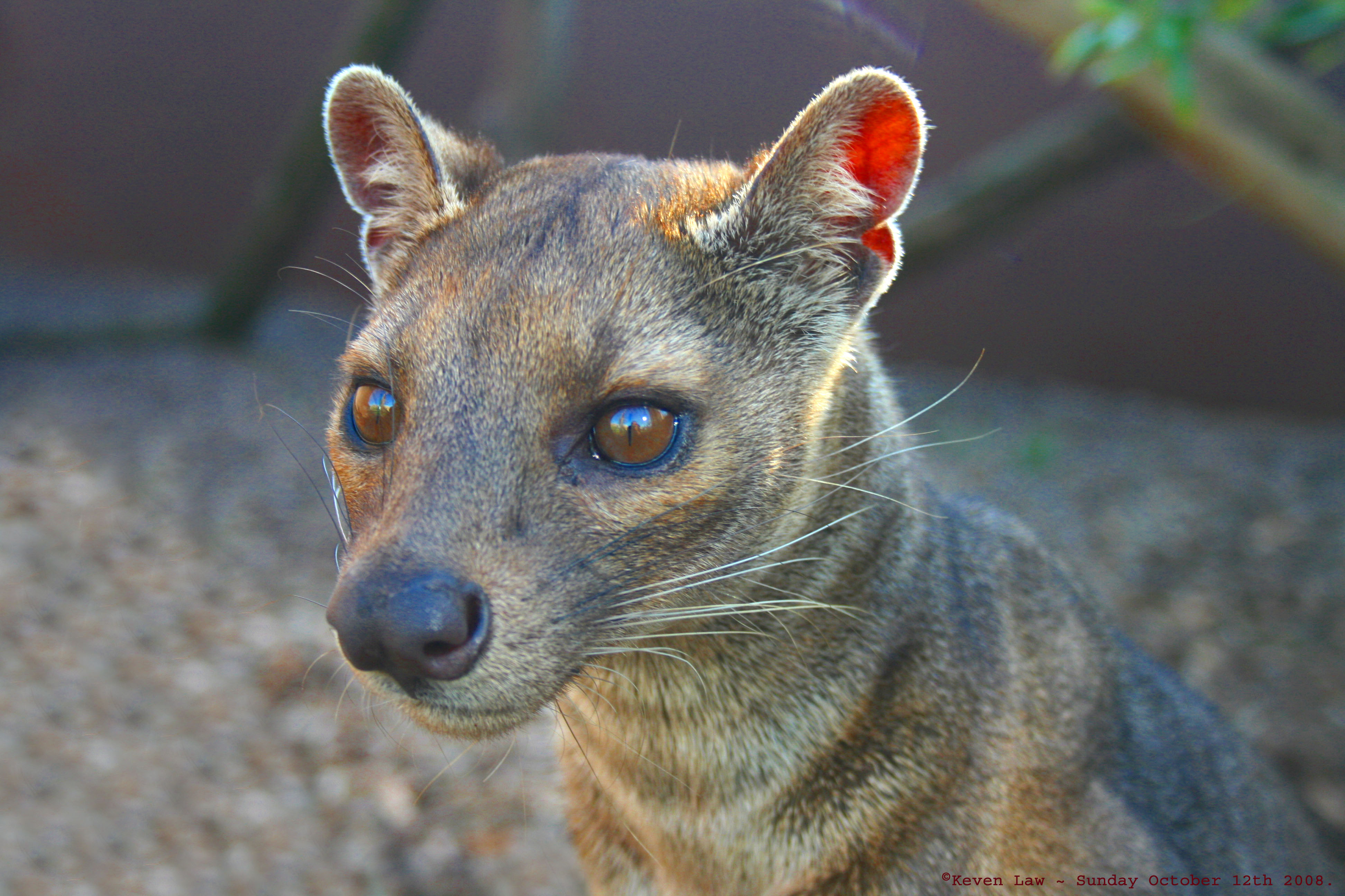 Fossa - Rare Species Centre, Kent