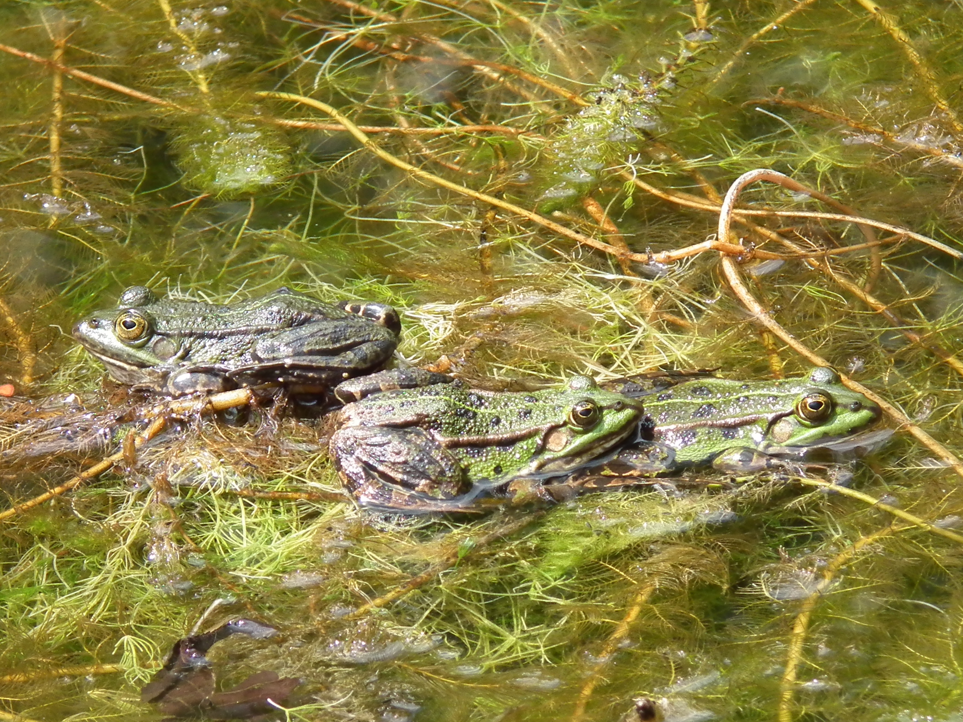 Frösche in einem Seerosenteich