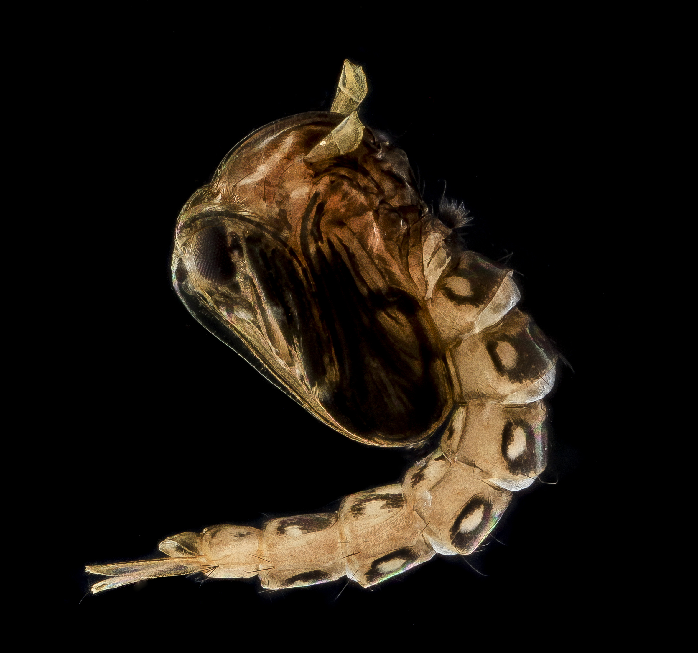 Fresh Mosquito Pupae lighter 2013-09-15-17.20.03 ZS PMax (9764583566)