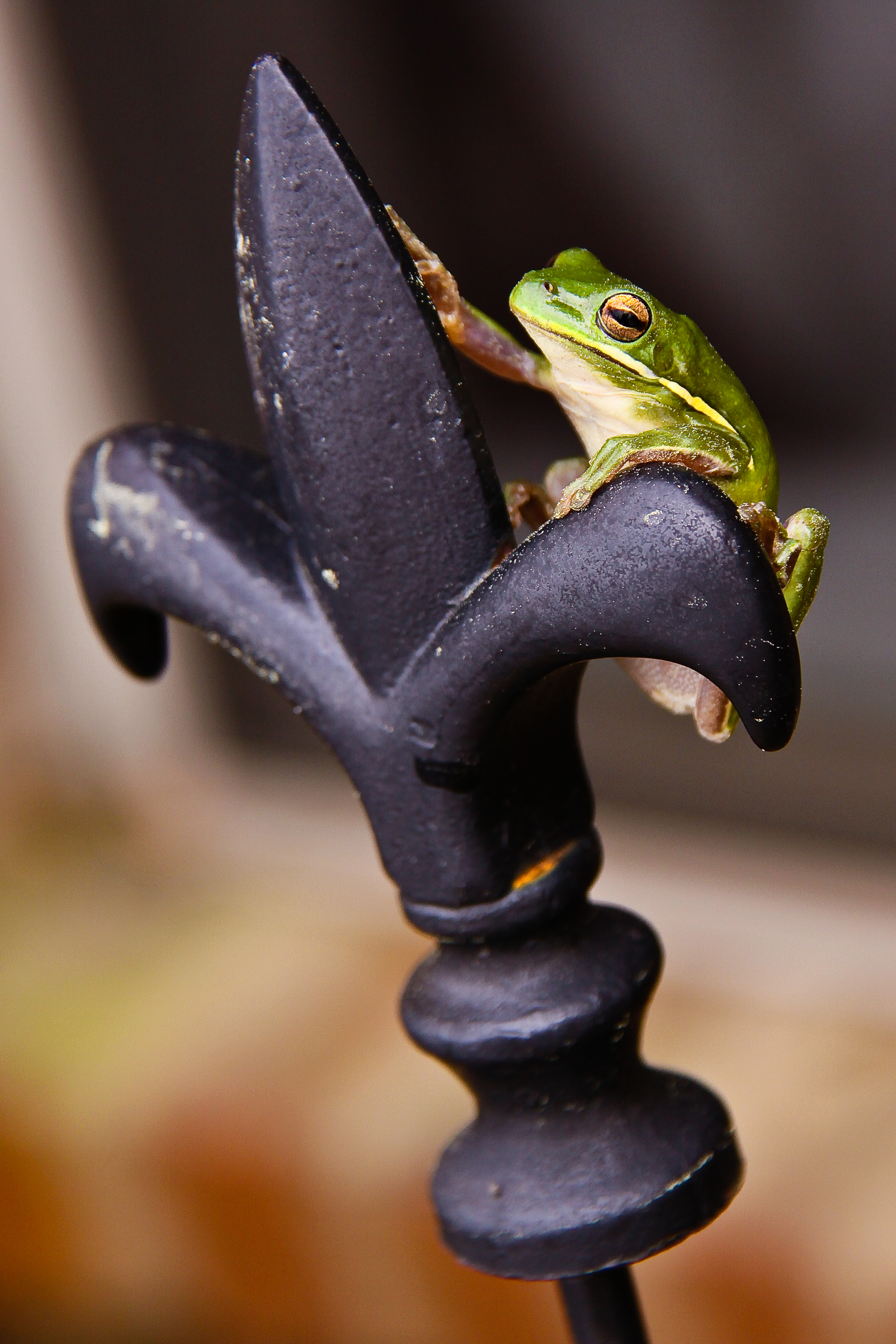 Frog de lis in Madisonville