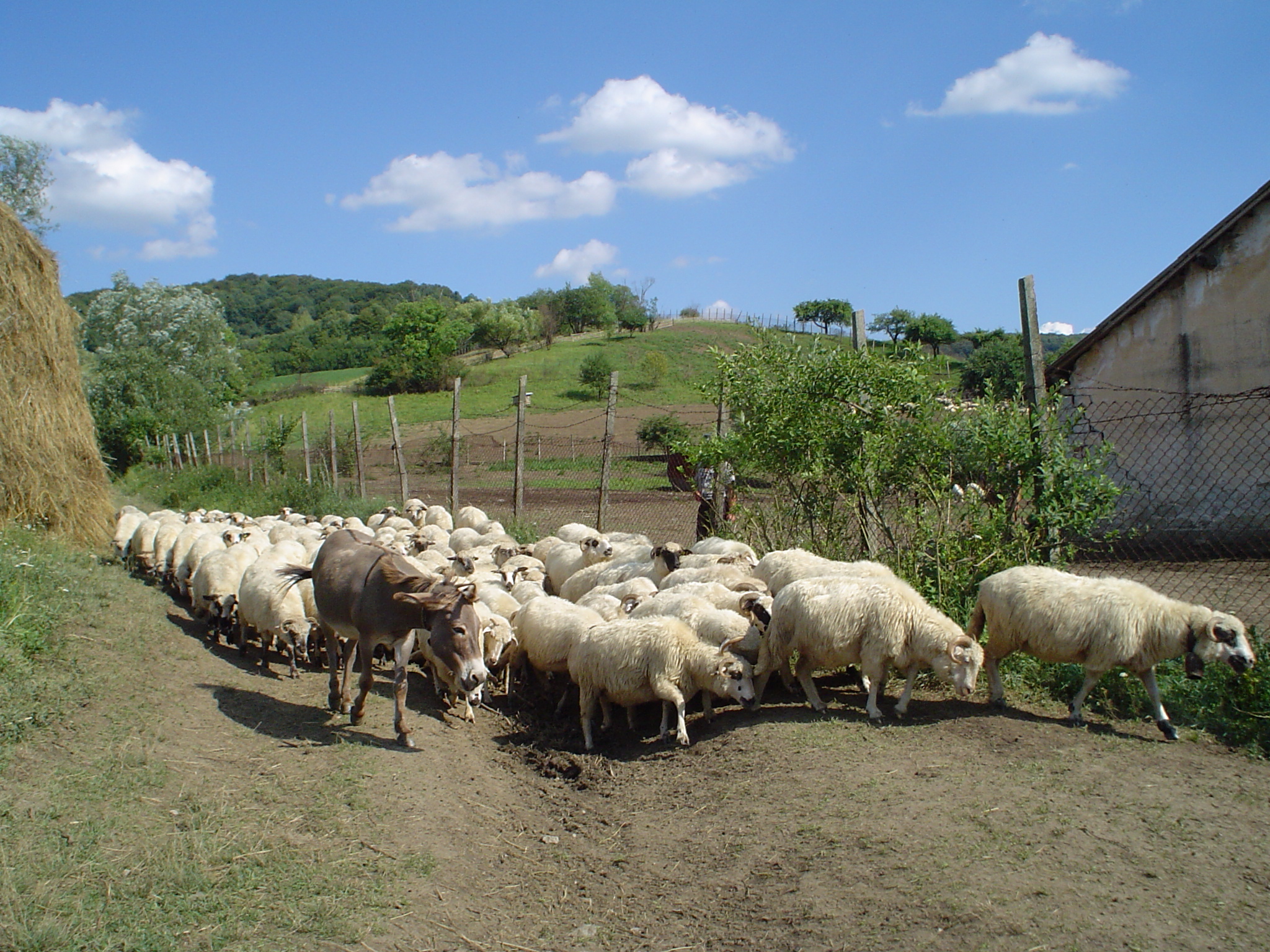 From Pasture (1163011045)