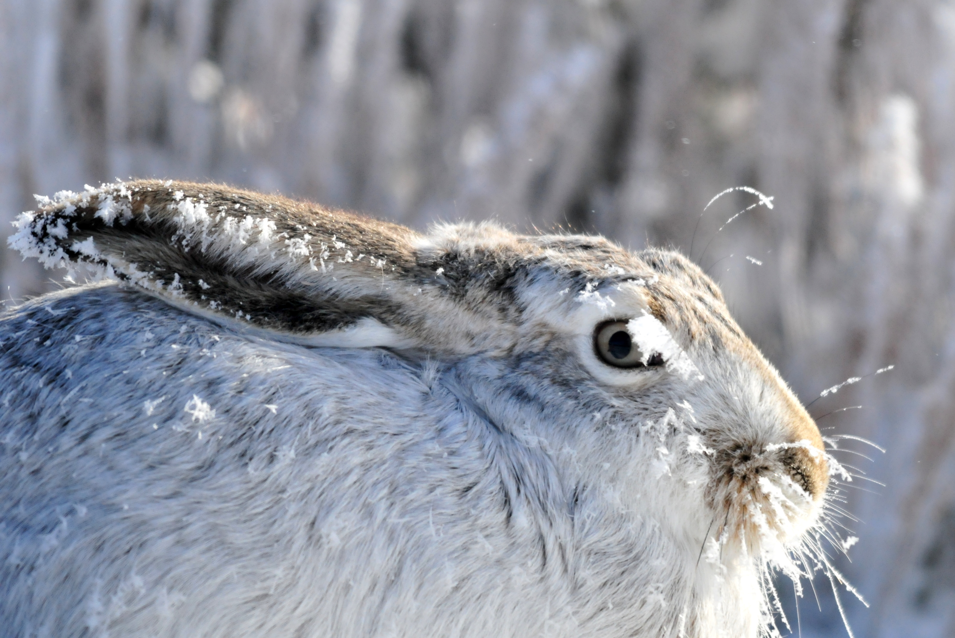 Frosty White-Tailed Jackrabbit at Seedskadee NWR (24209051722)
