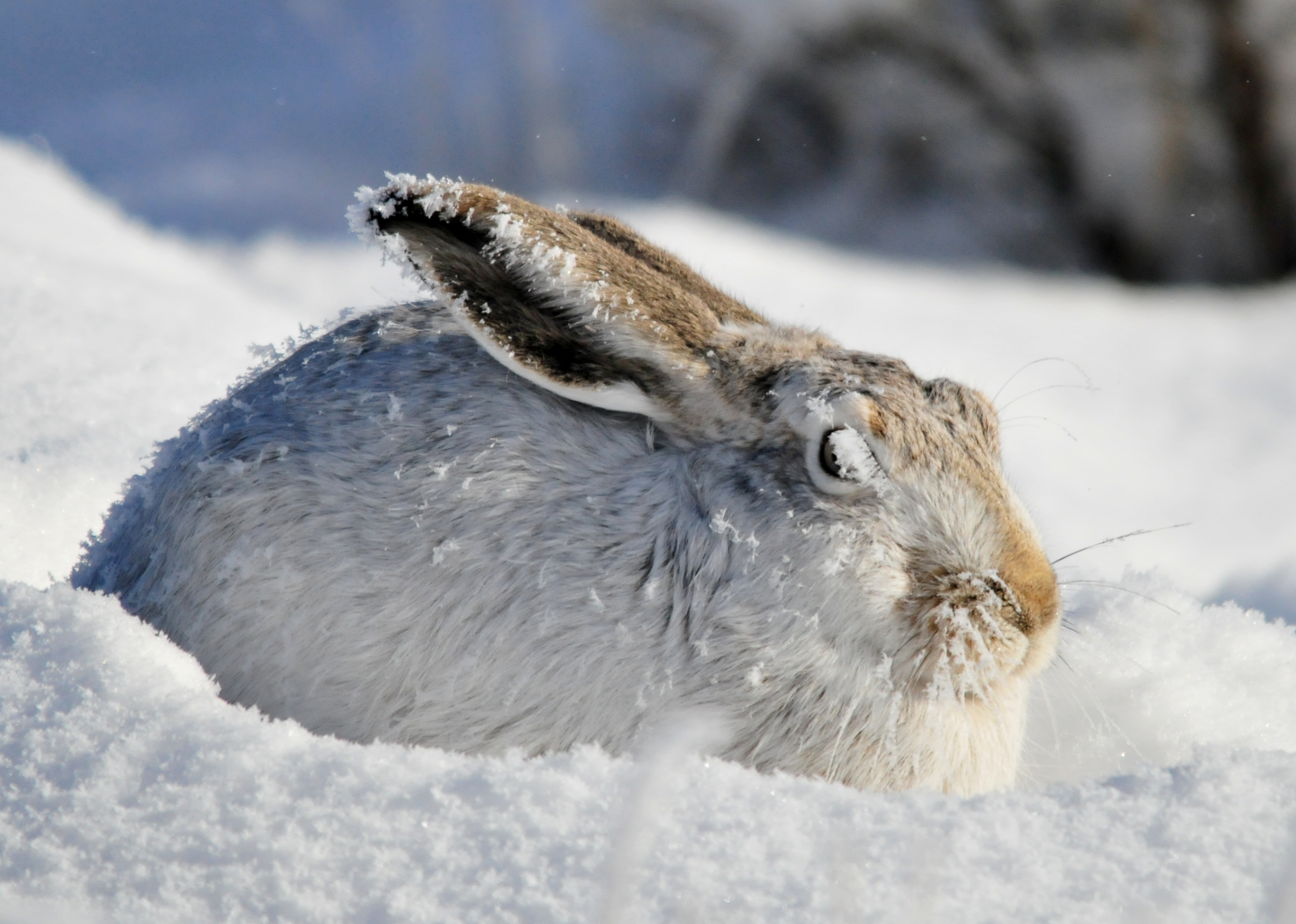 Frosty White-Tailed Jackrabbit on Seedskadee NWR (24048187710)