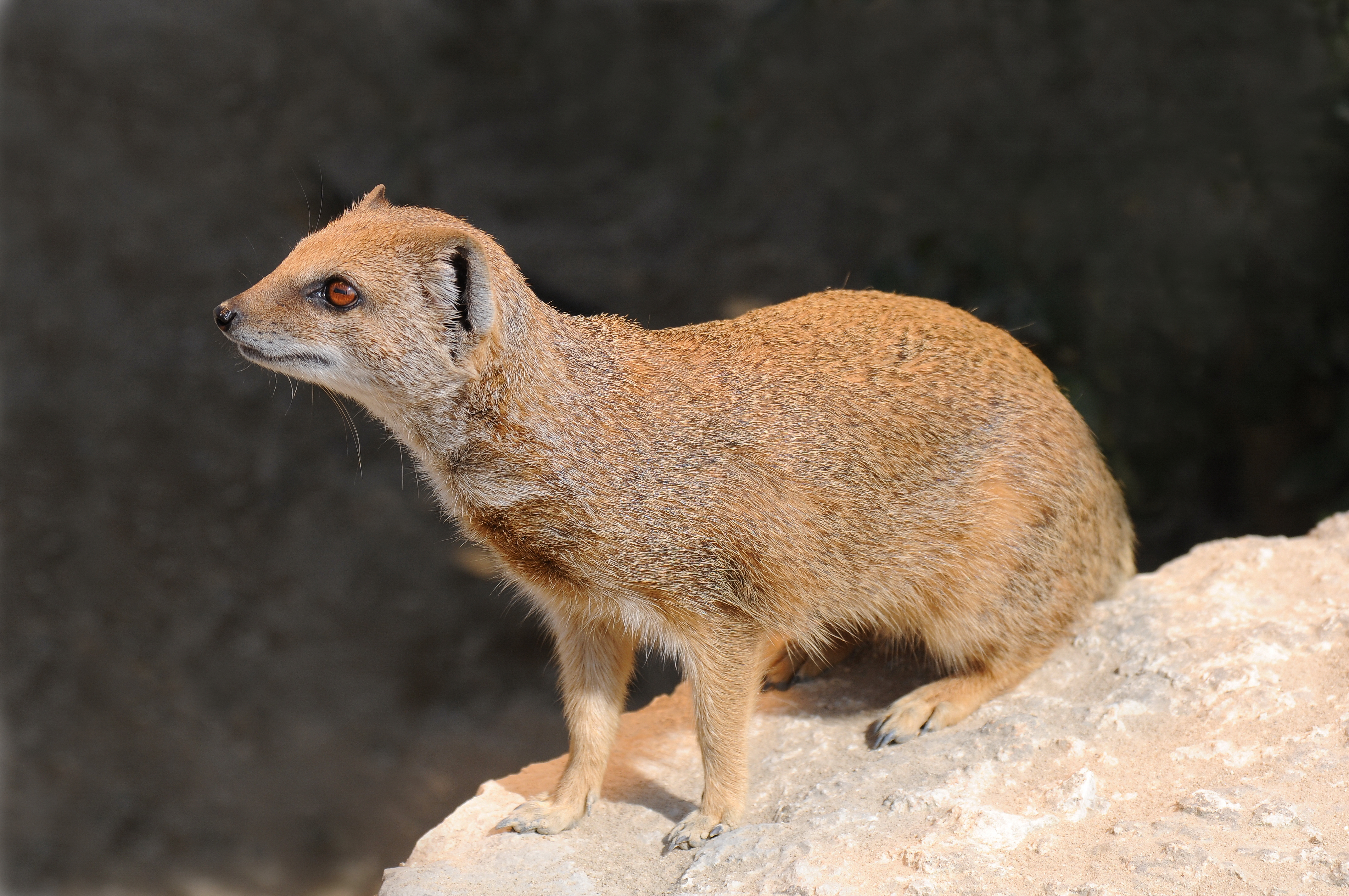 Fuchsmanguste, Cynictis penicillata 1