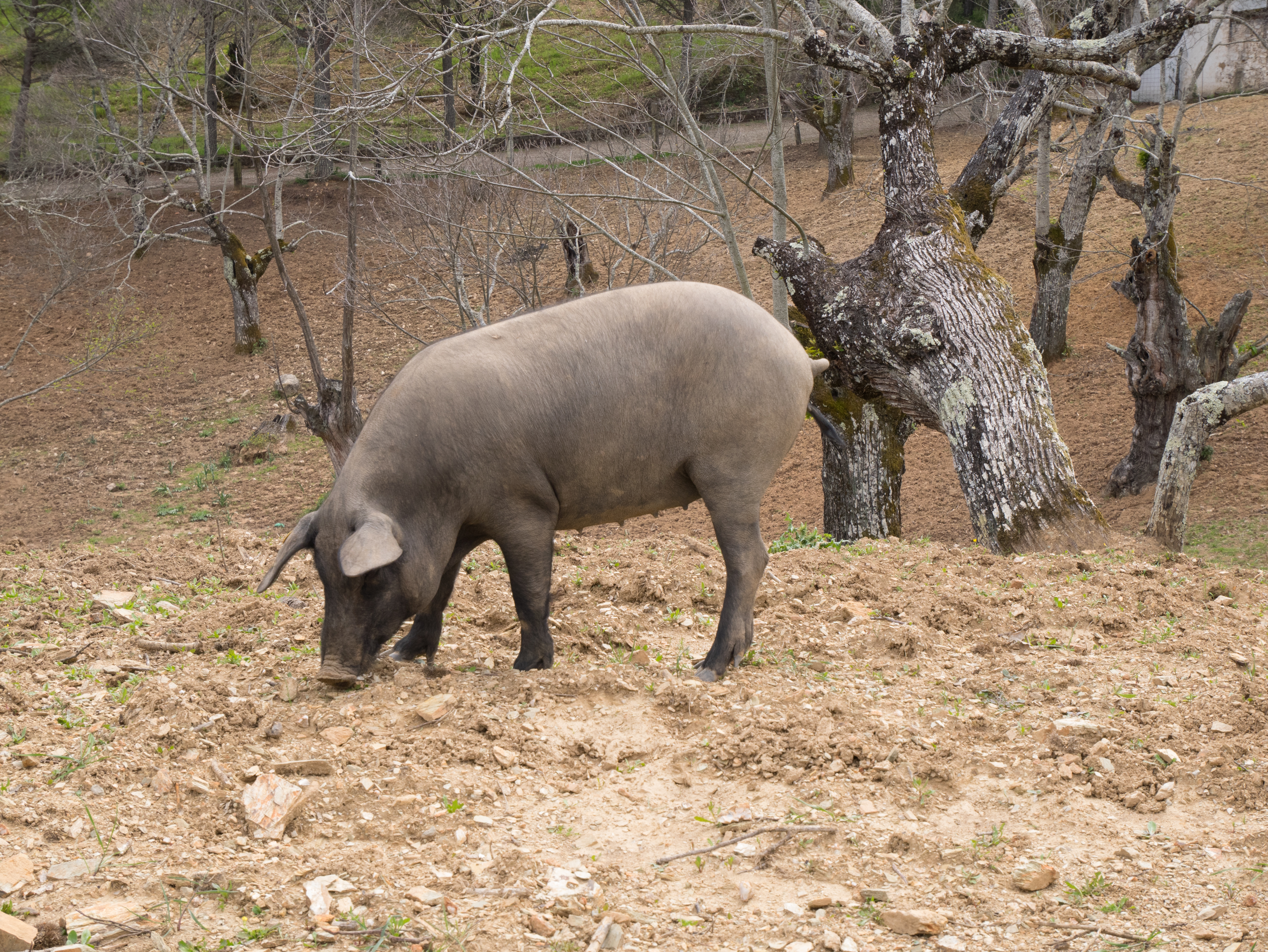 Fuenteheridos - Cerdo ibérico 01