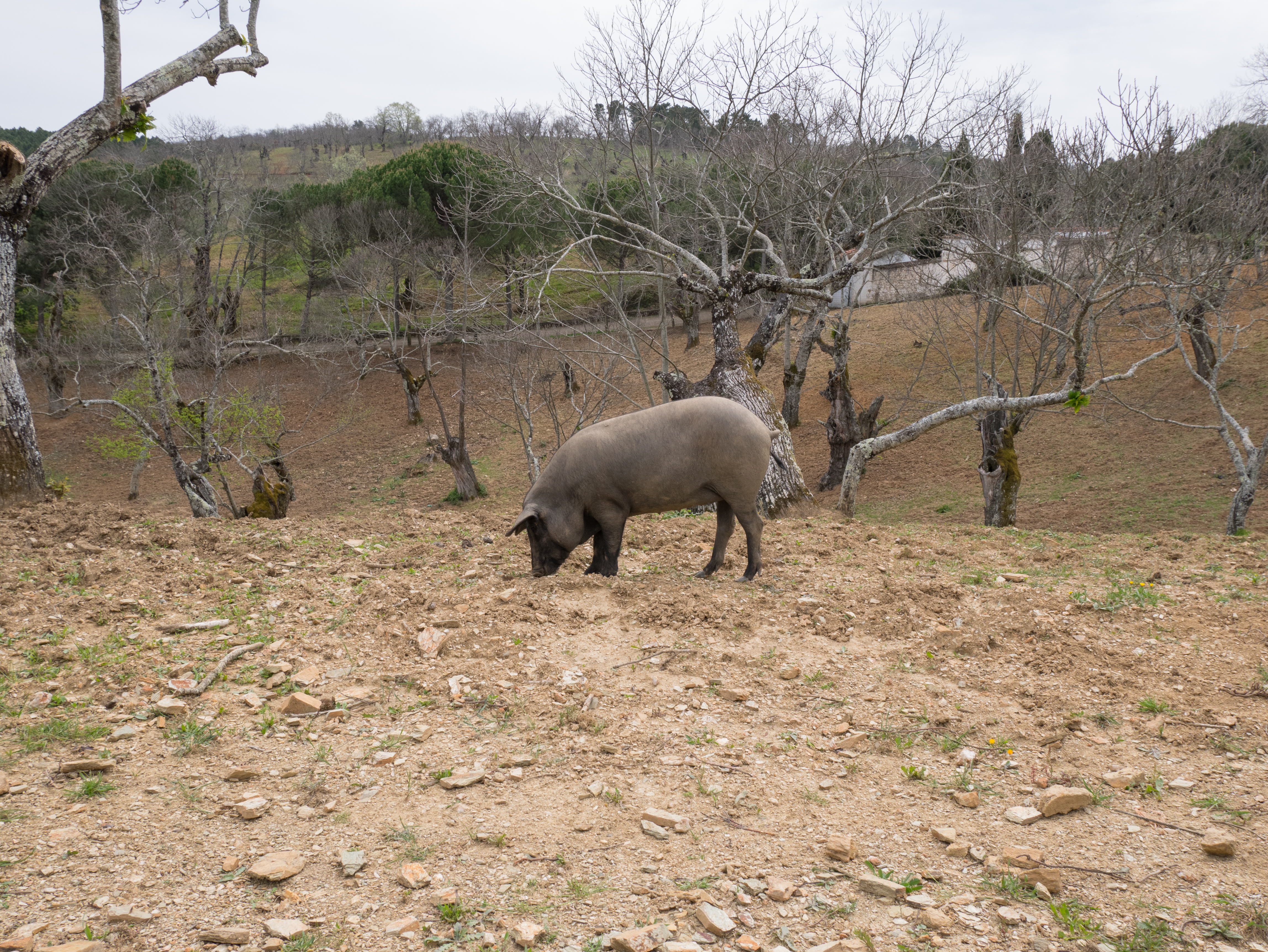 Fuenteheridos - Cerdo ibérico 02