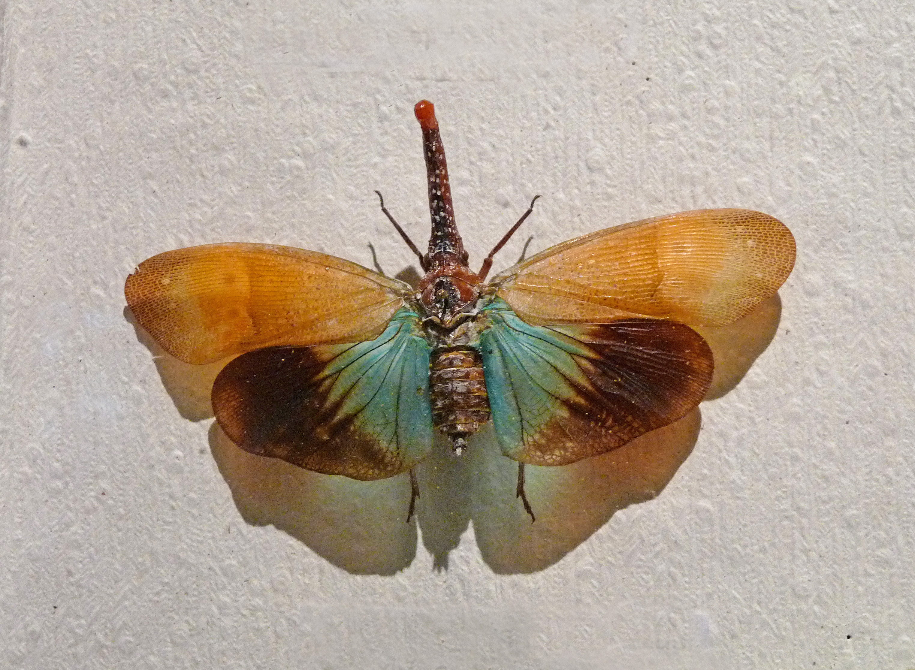 Fulgore de Malaisie-Musée d'histoire naturelle et d'ethnographie de Colmar (2)