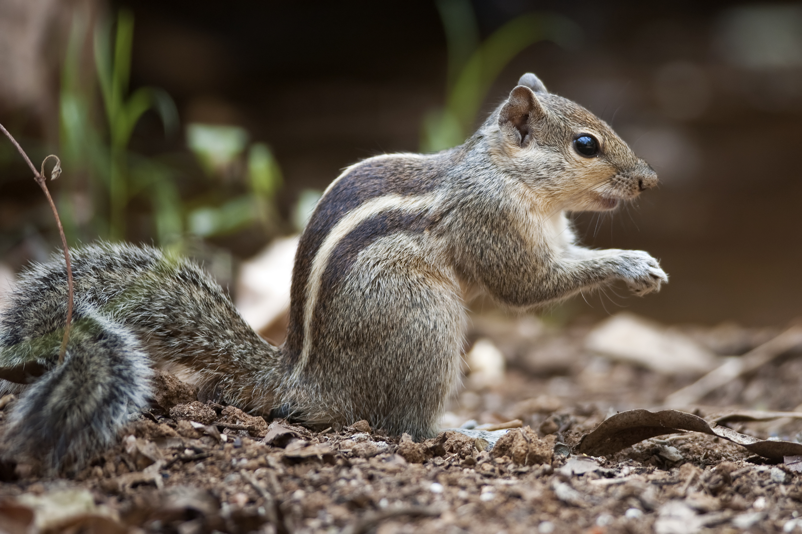 Funambulus palmarum (Bengaluru)