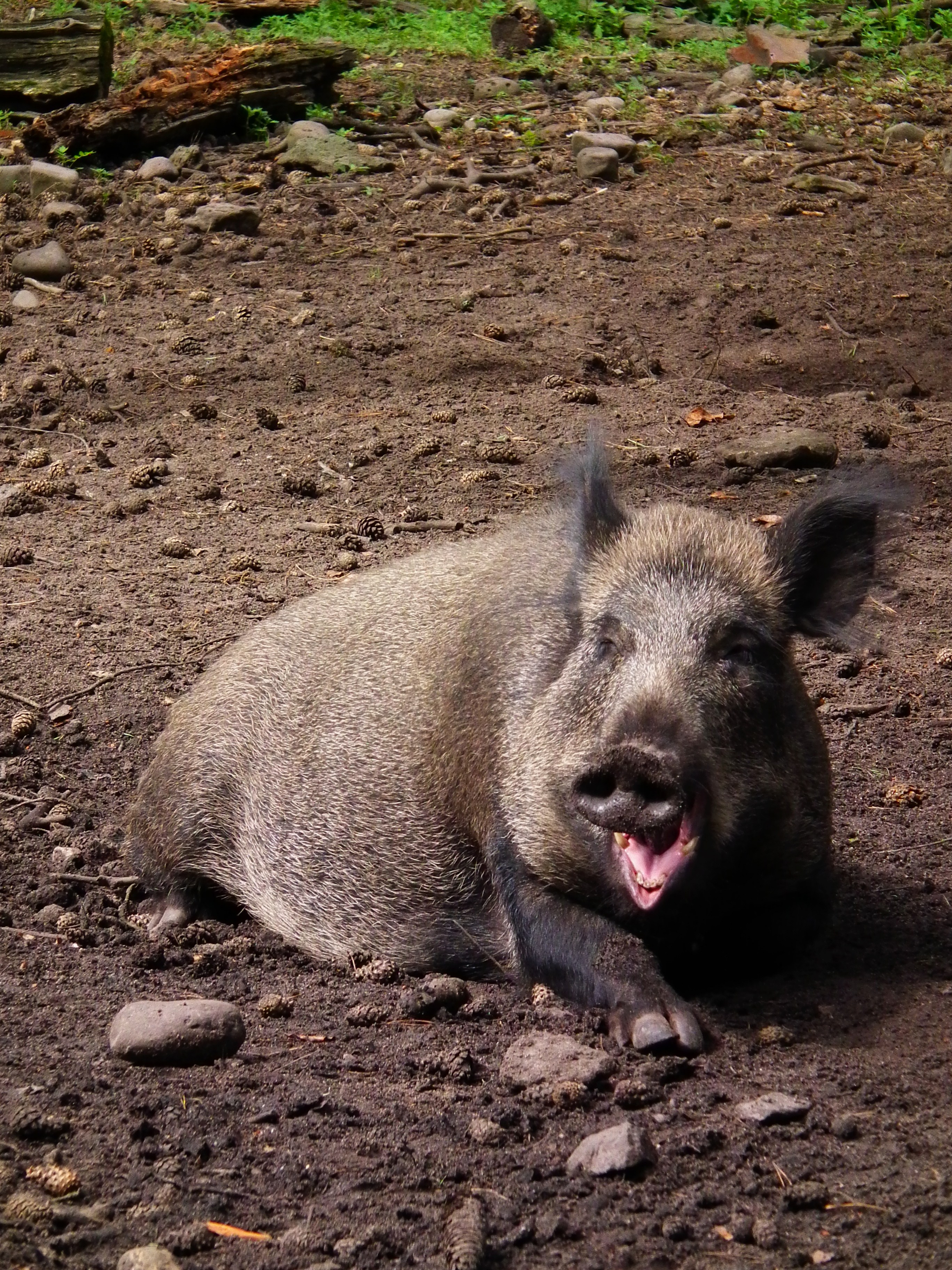Gähnendes Wildschwein Wildpark Alte Fasanerie Klein-Auheim Juni 2012