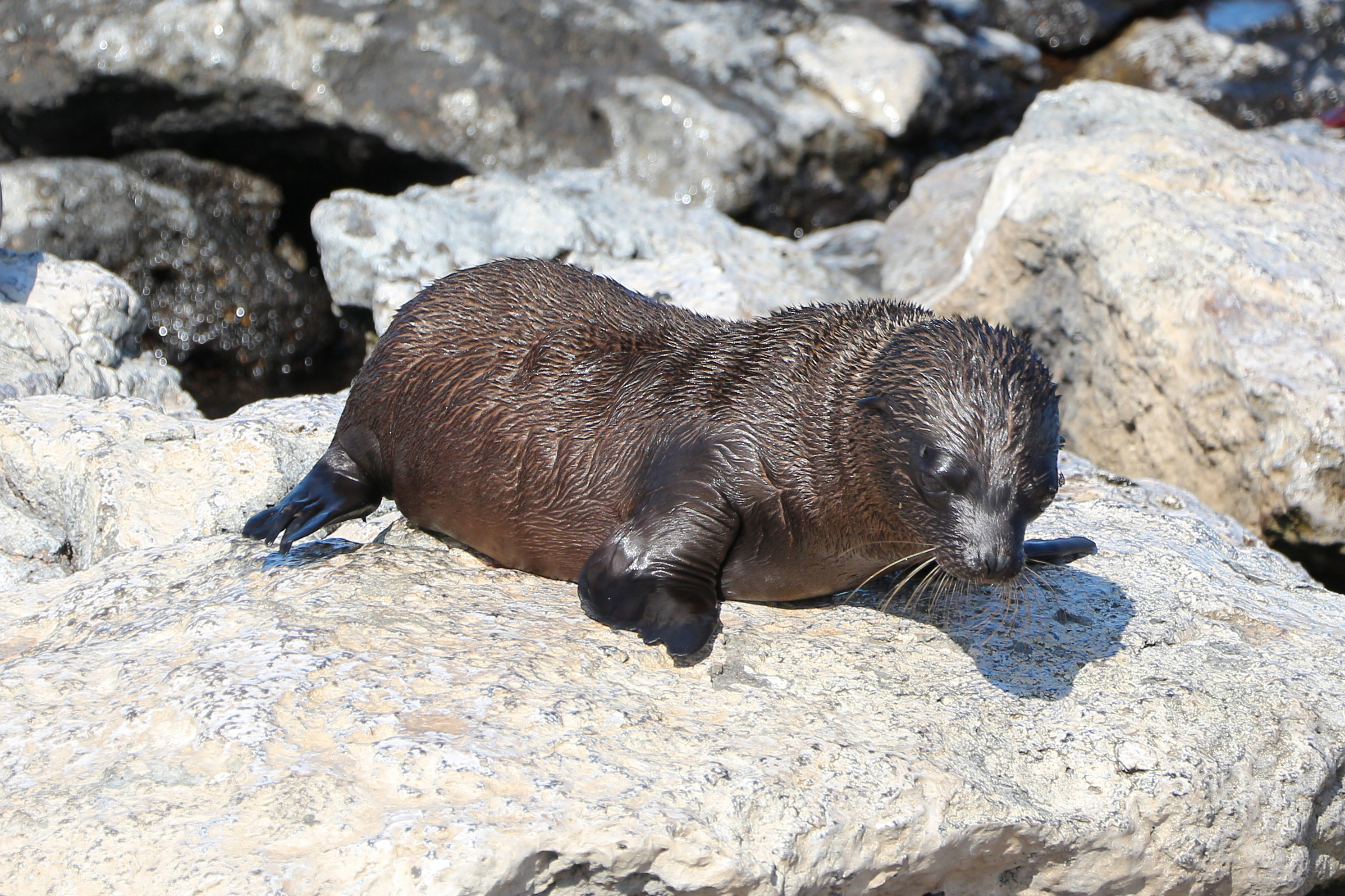 Galápagos fur seal 01