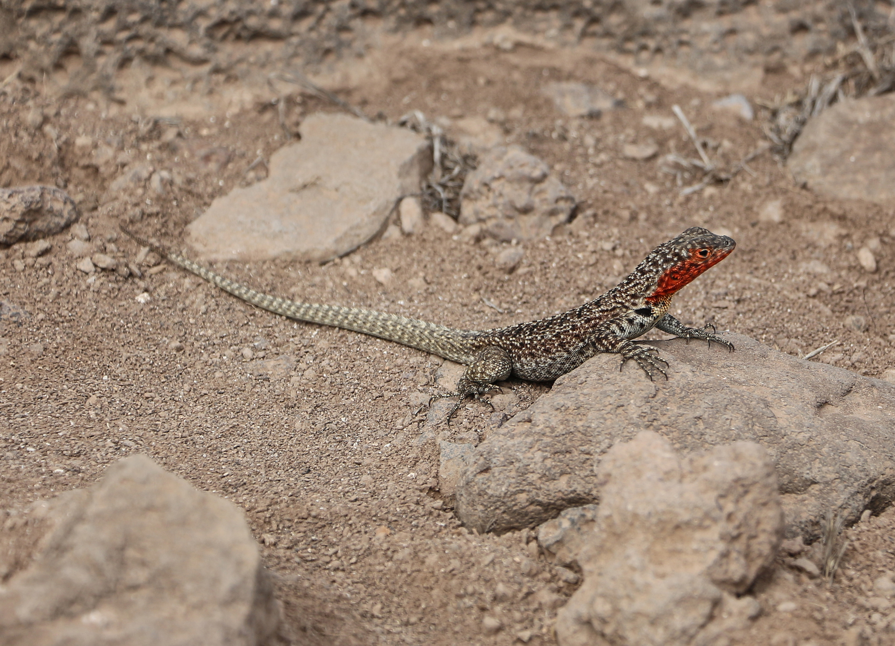 Galápagos Lava Lizard 02