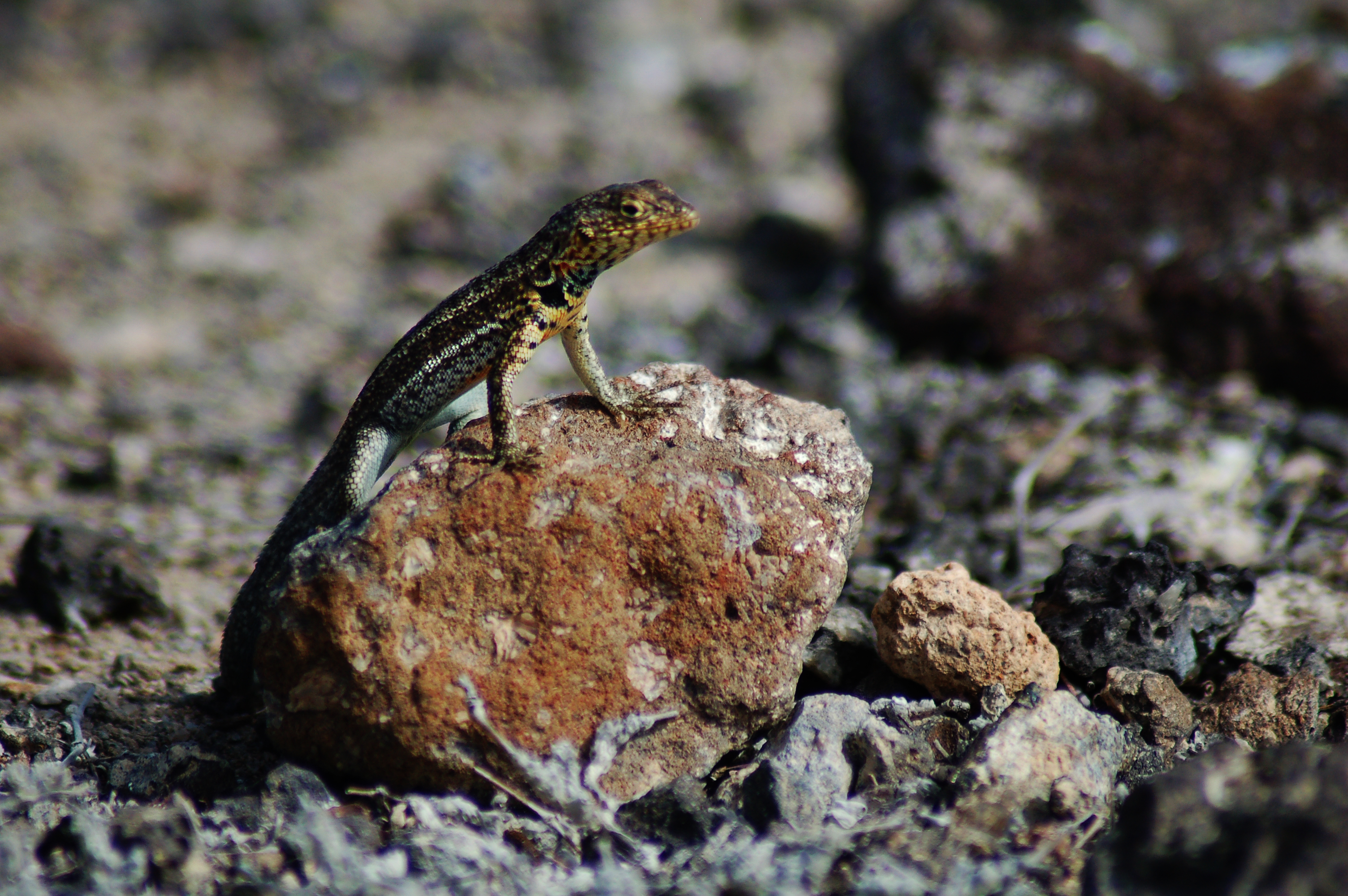 Galápagos lava lizard (4202547804)