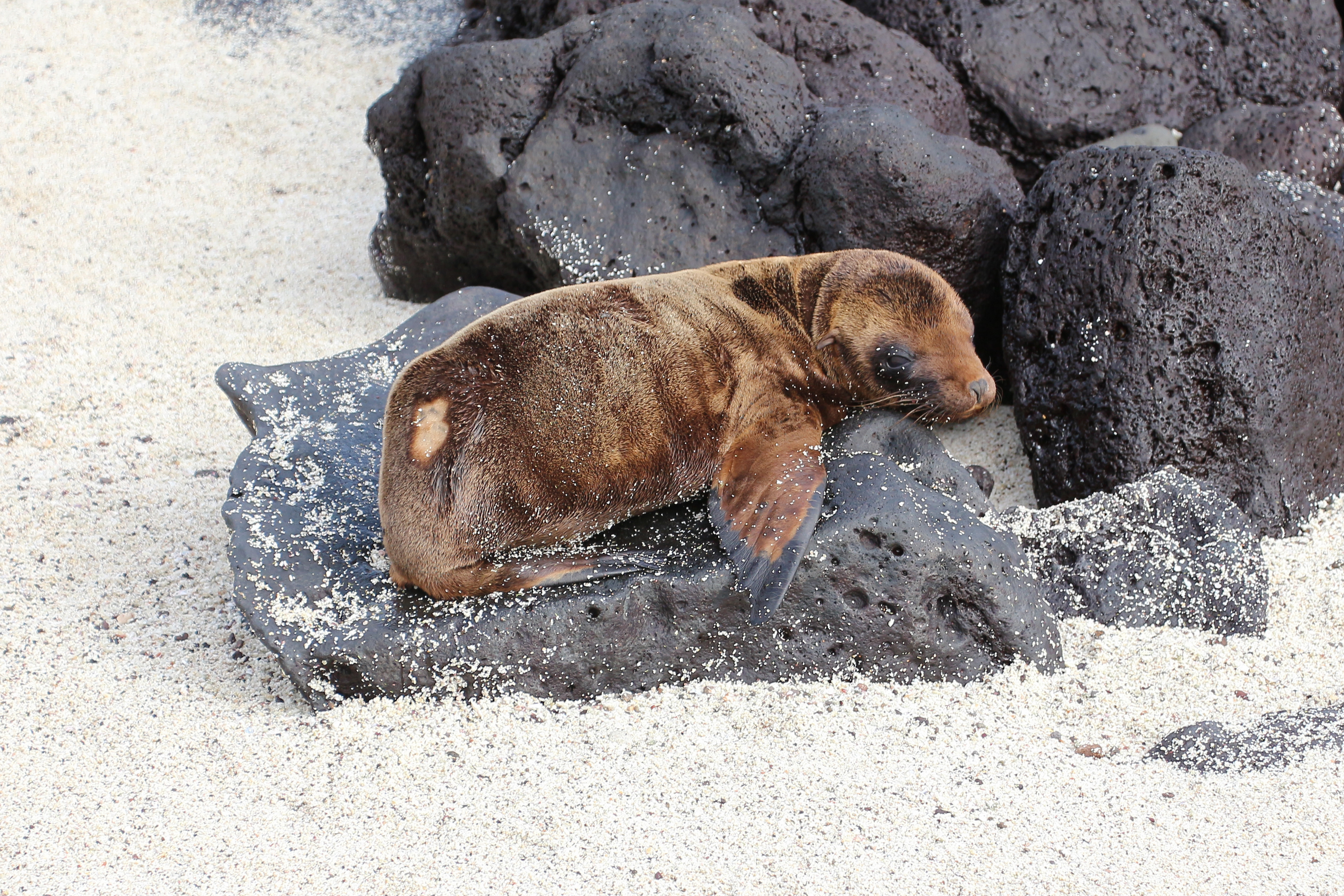 Galápagos sea lion, Santa Fe Island 02