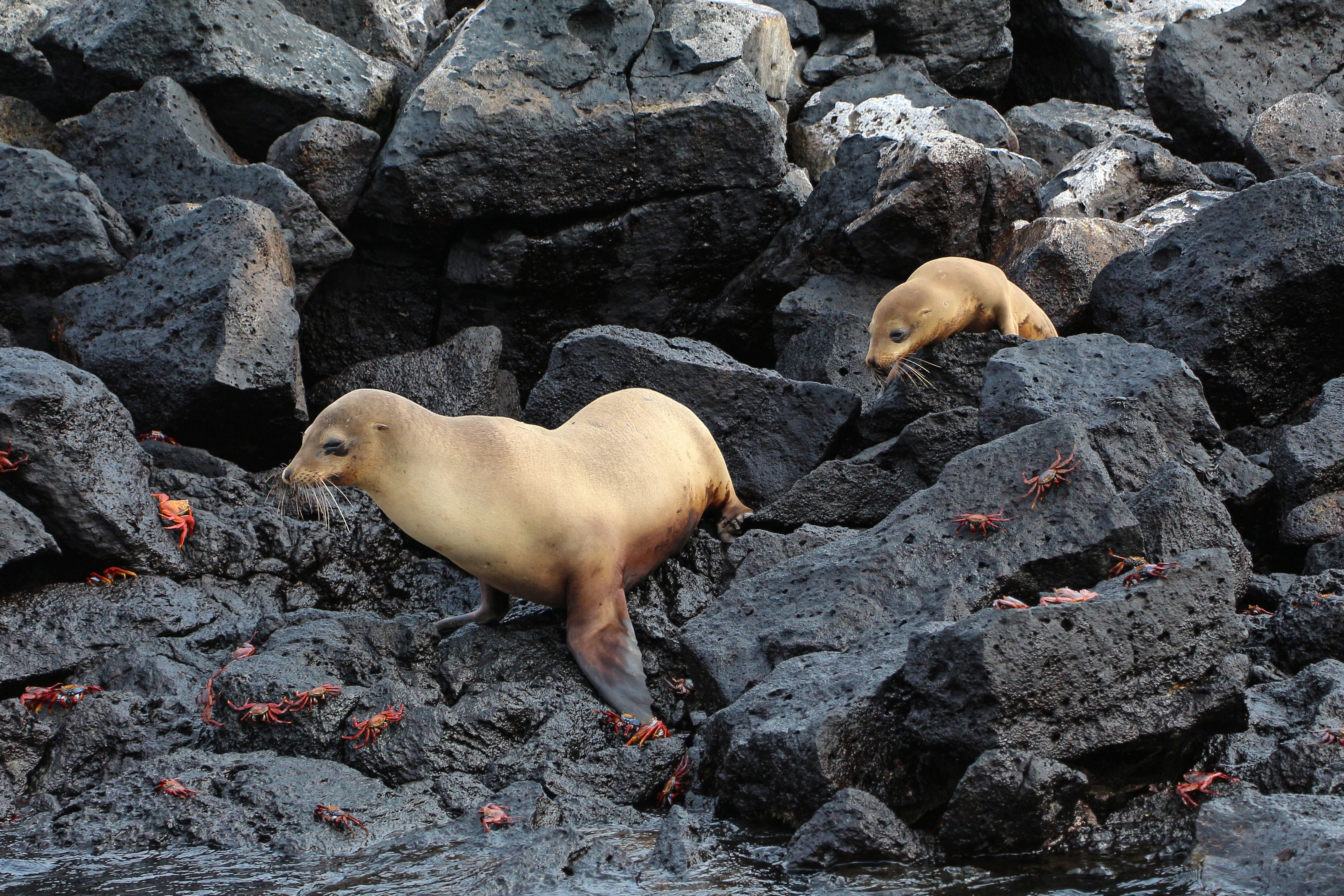 Galápagos sea lions, Santa Fe Island 01