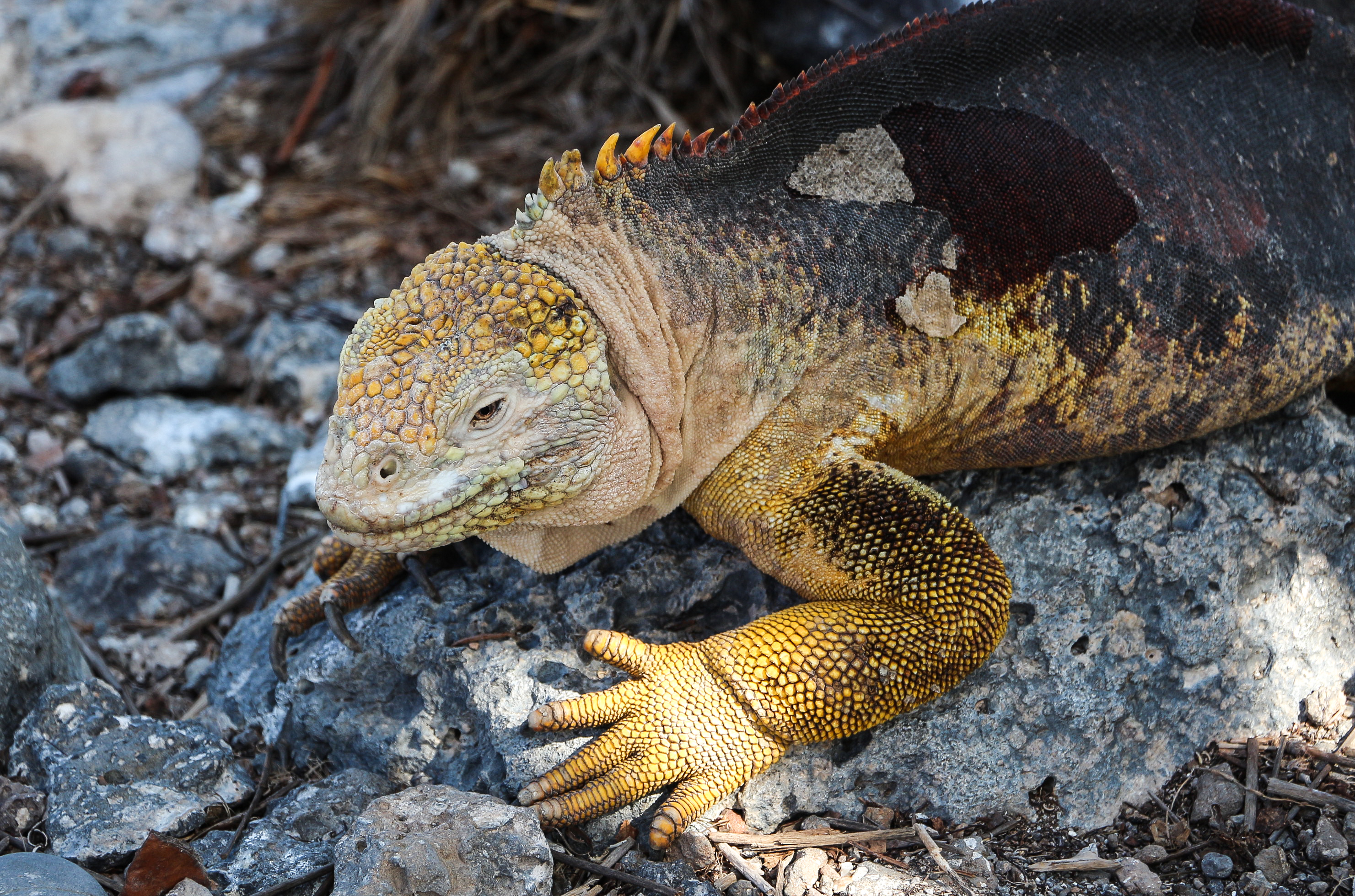 Galapagos land iguana 01