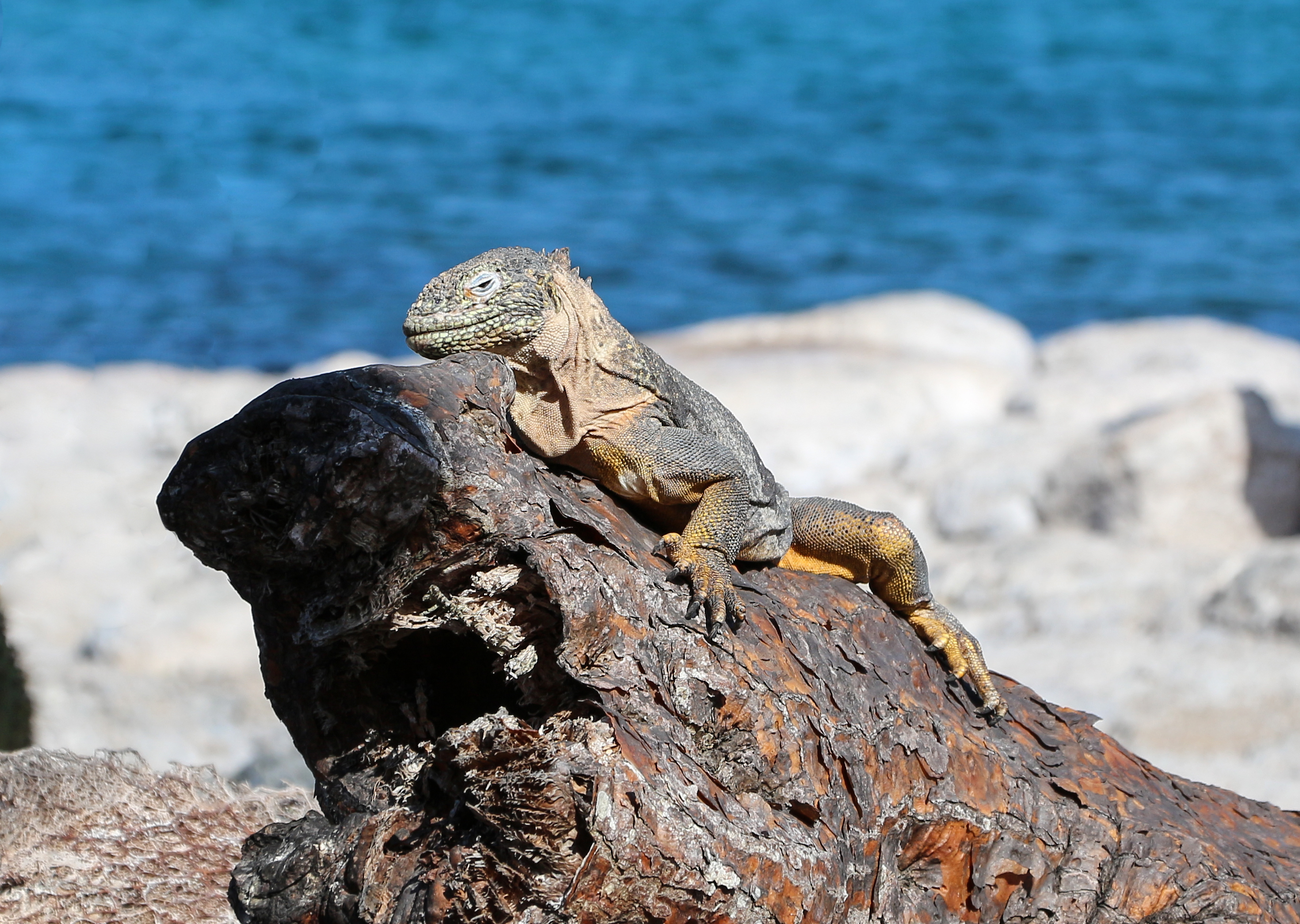 Galapagos land iguana 02