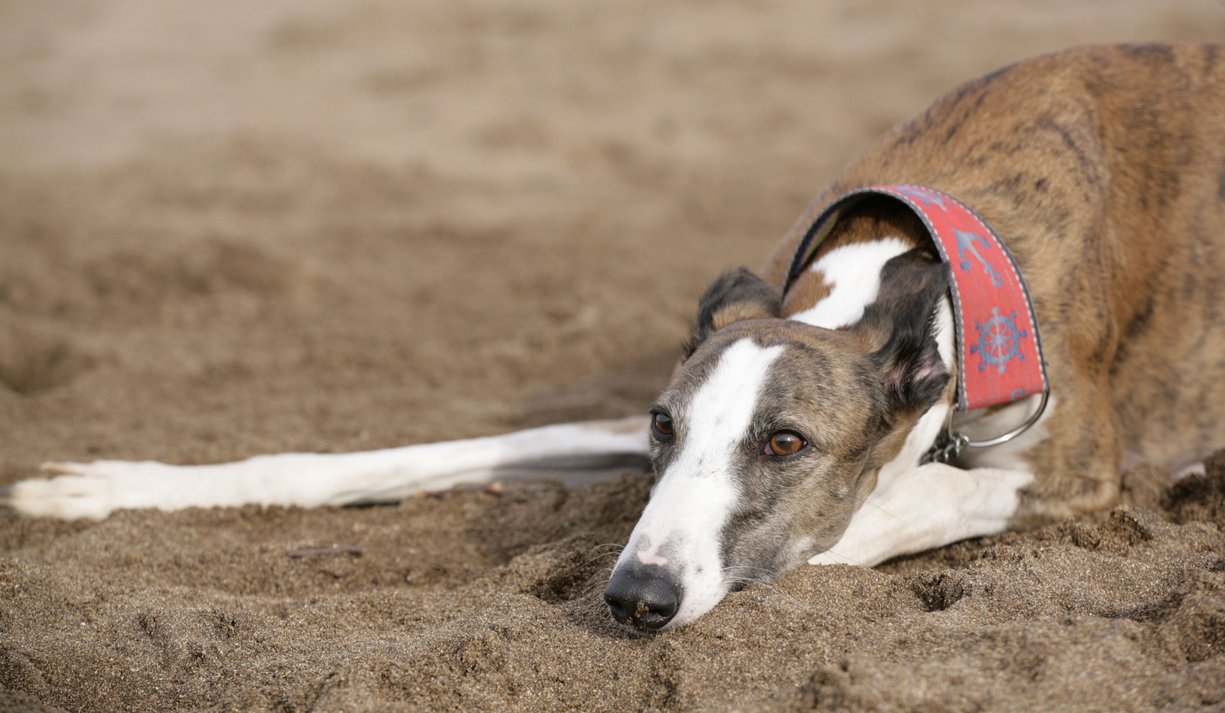 Galgo Español en la arena