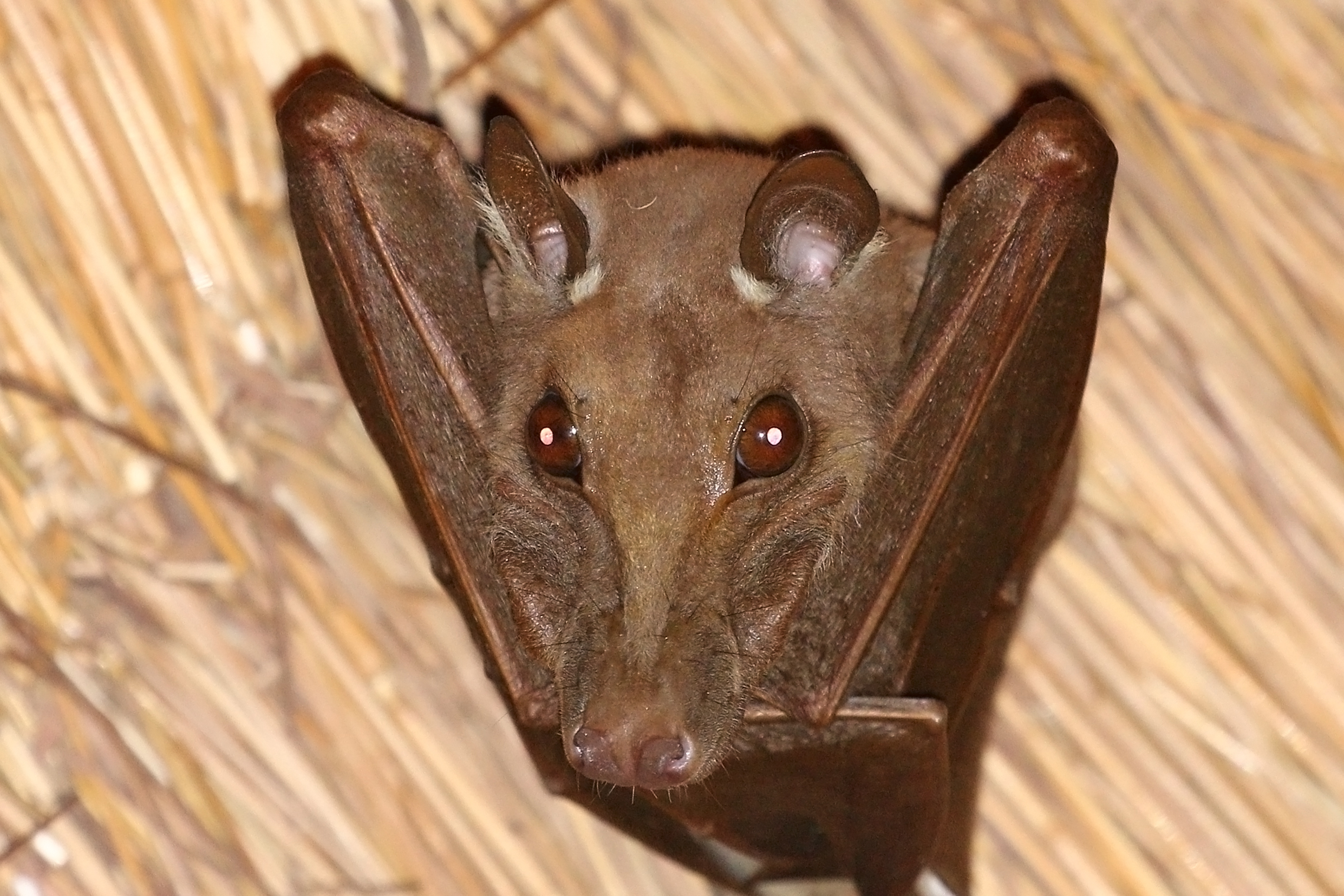 Gambian epauletted fruit bat (Epomophorus gambianus)