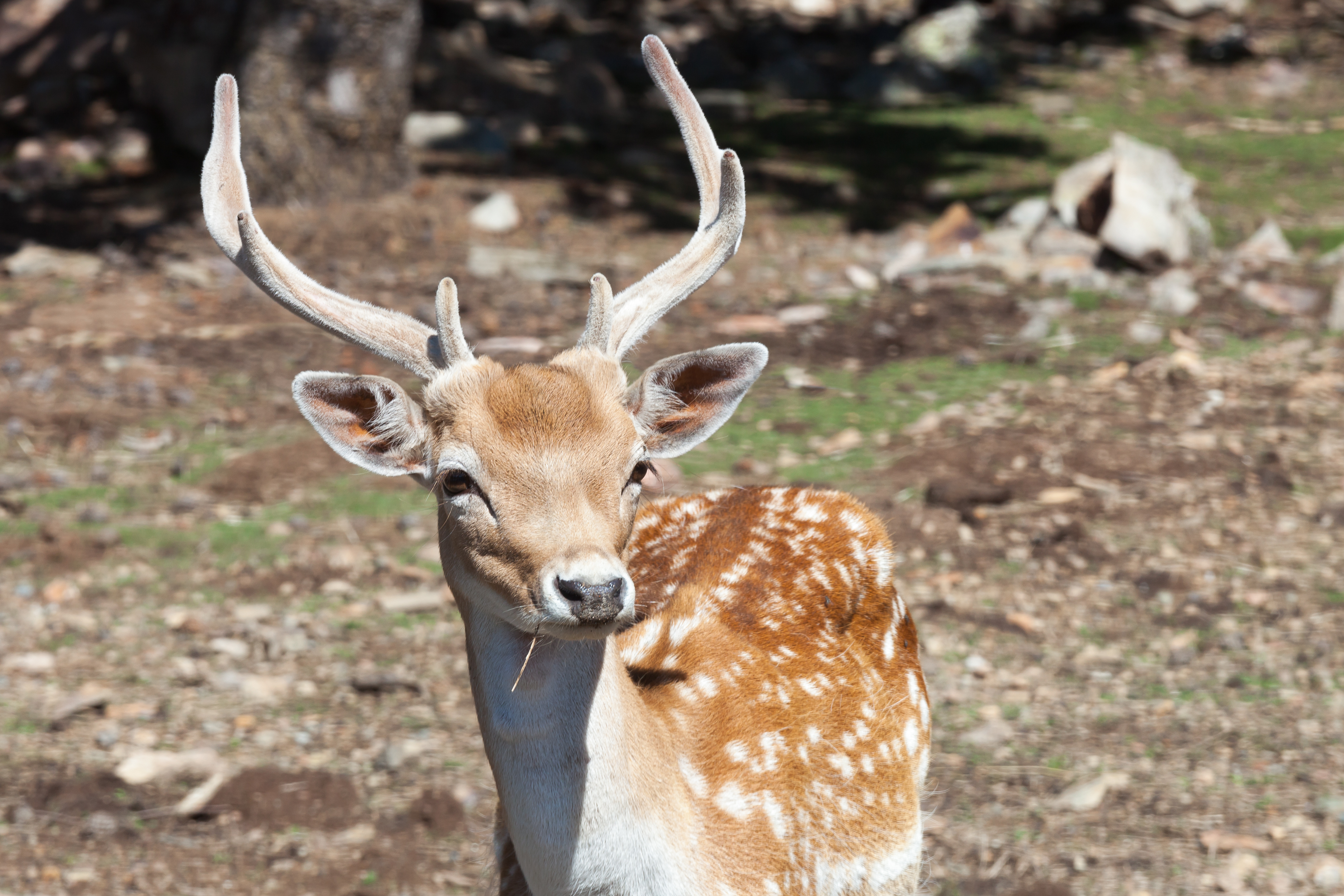 Gamo. Naturlandia. Sant Julià de Lòira. Andorra 237