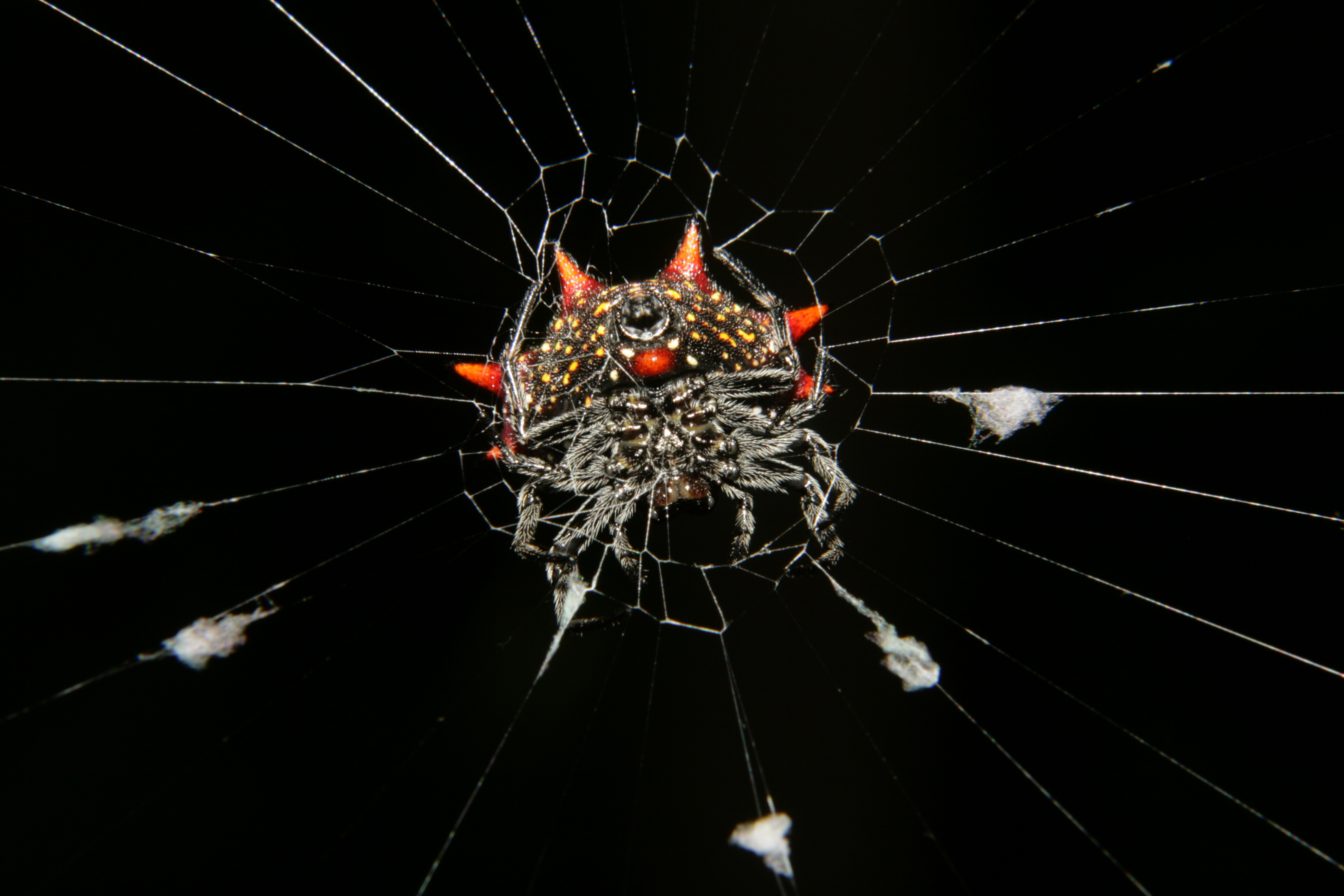 Gasteracantha cancriformis in Secret Woods