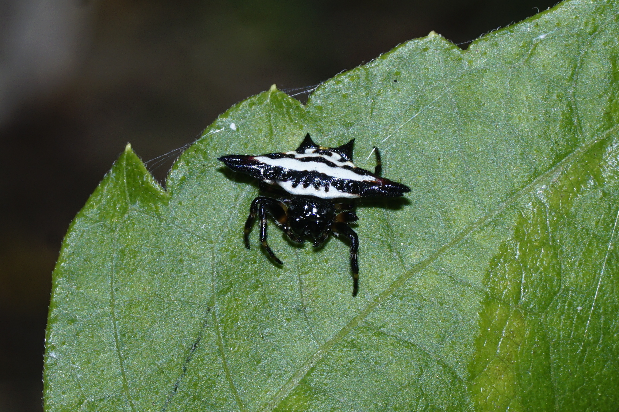 Gasteracantha geminata 5856