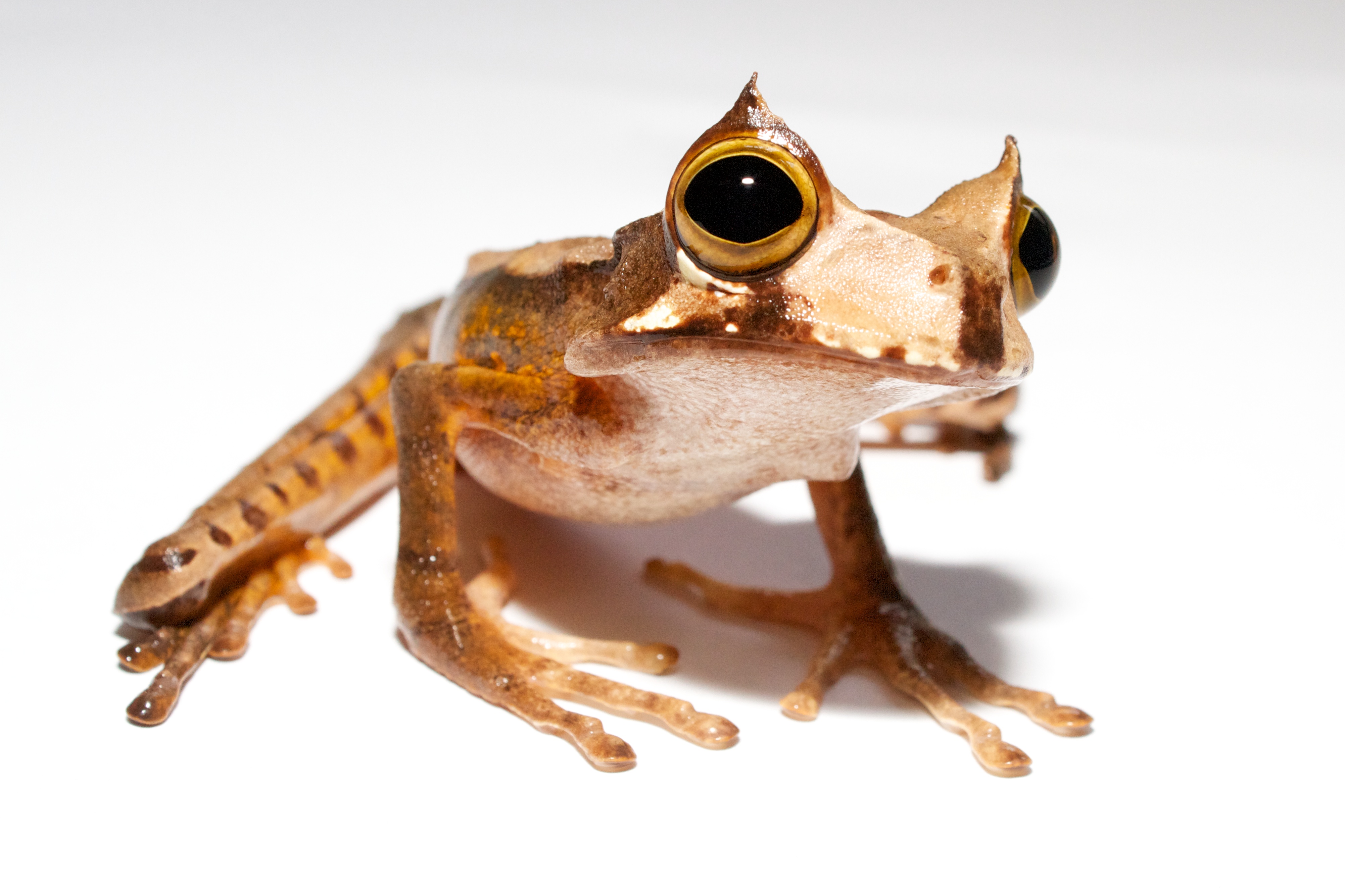 Gastrotheca cornuta V