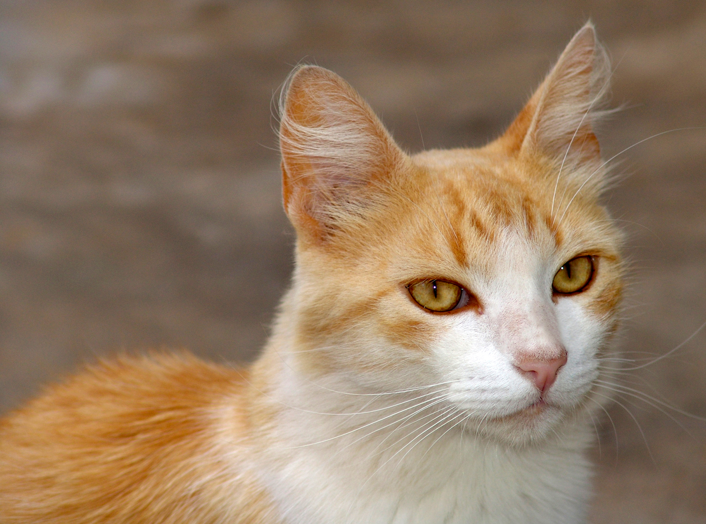 Gato (2) REFON 