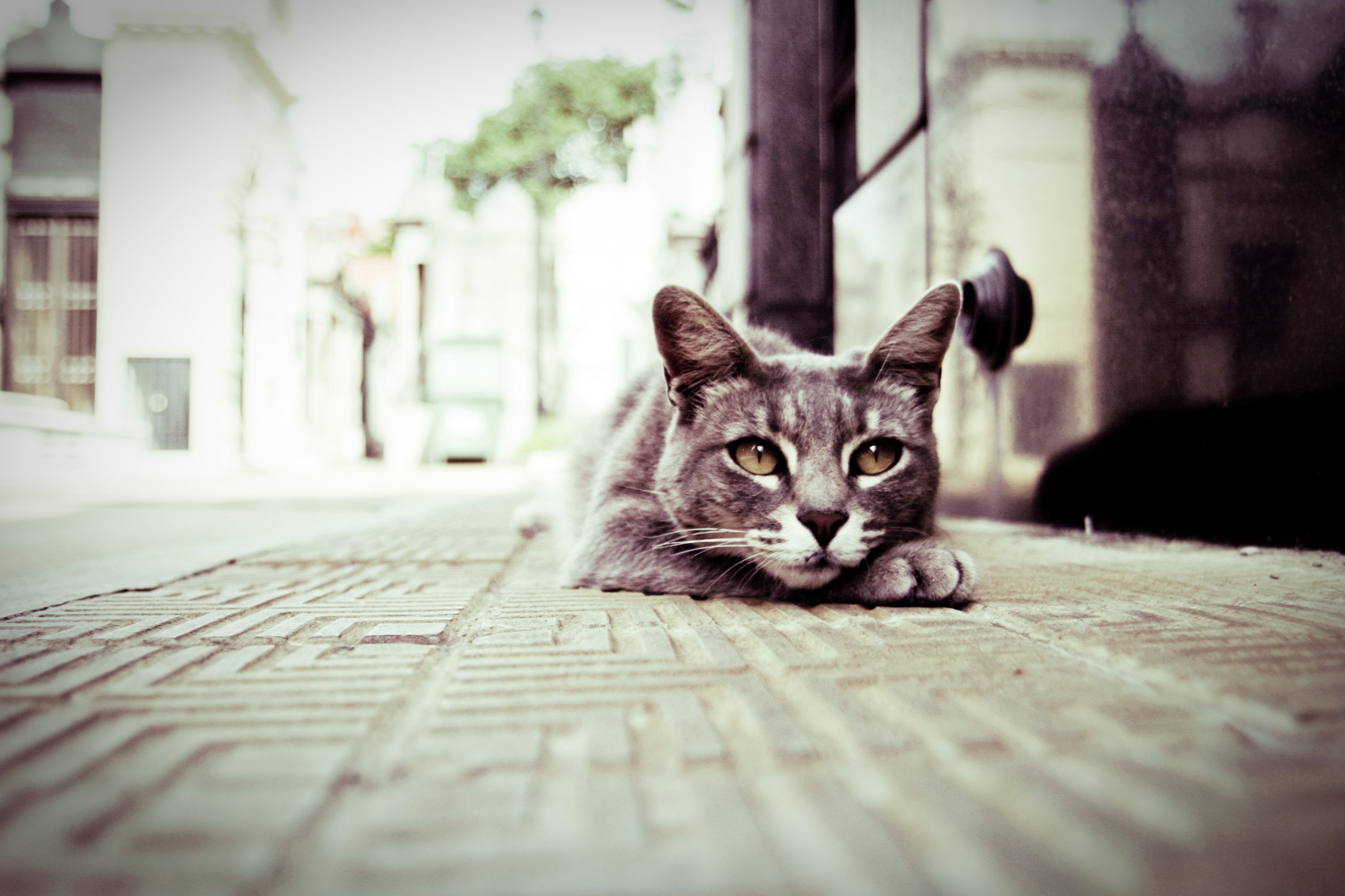 Gato gris, Felis silvestris catus
