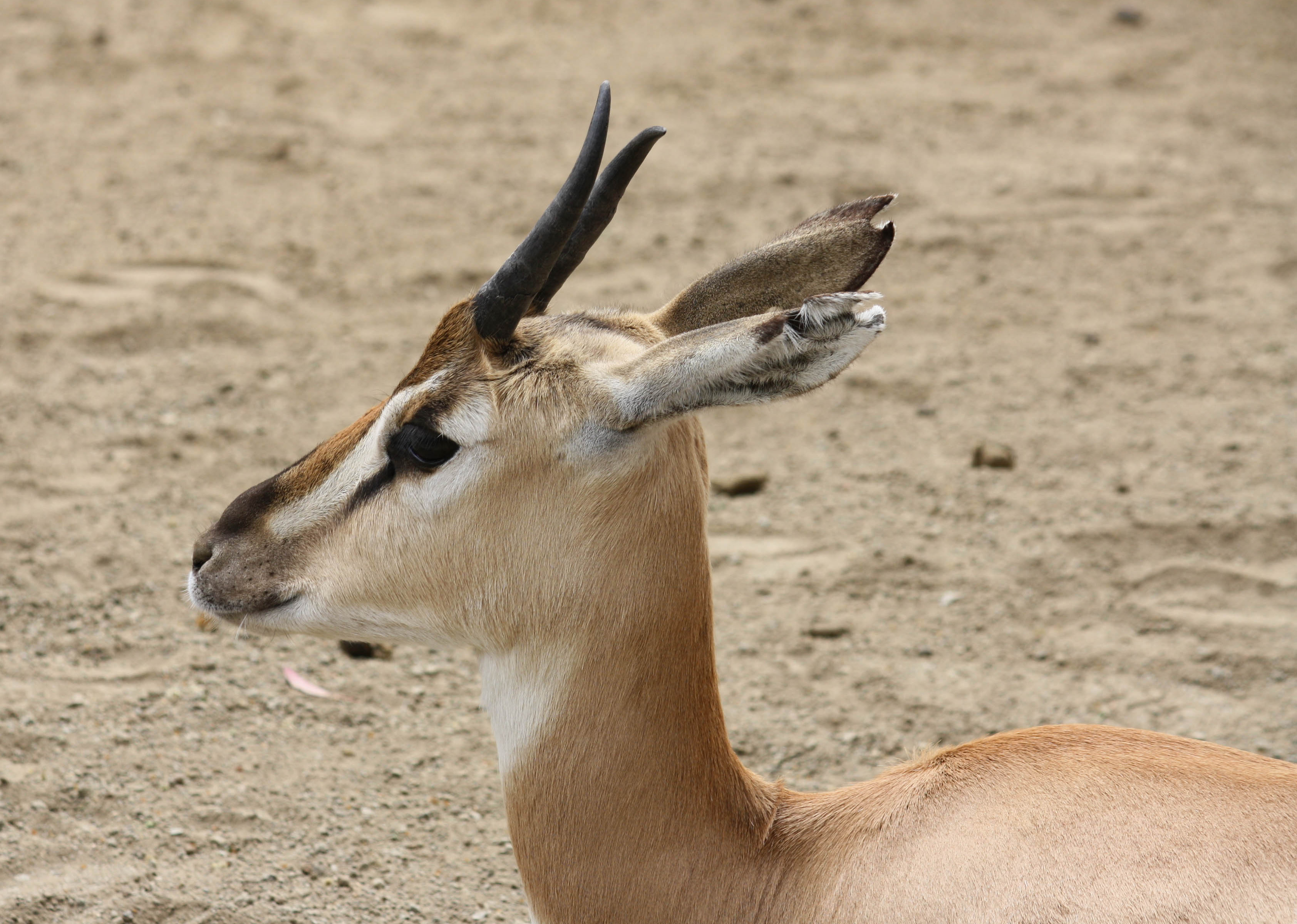 Gazelle in San Diego Zoo