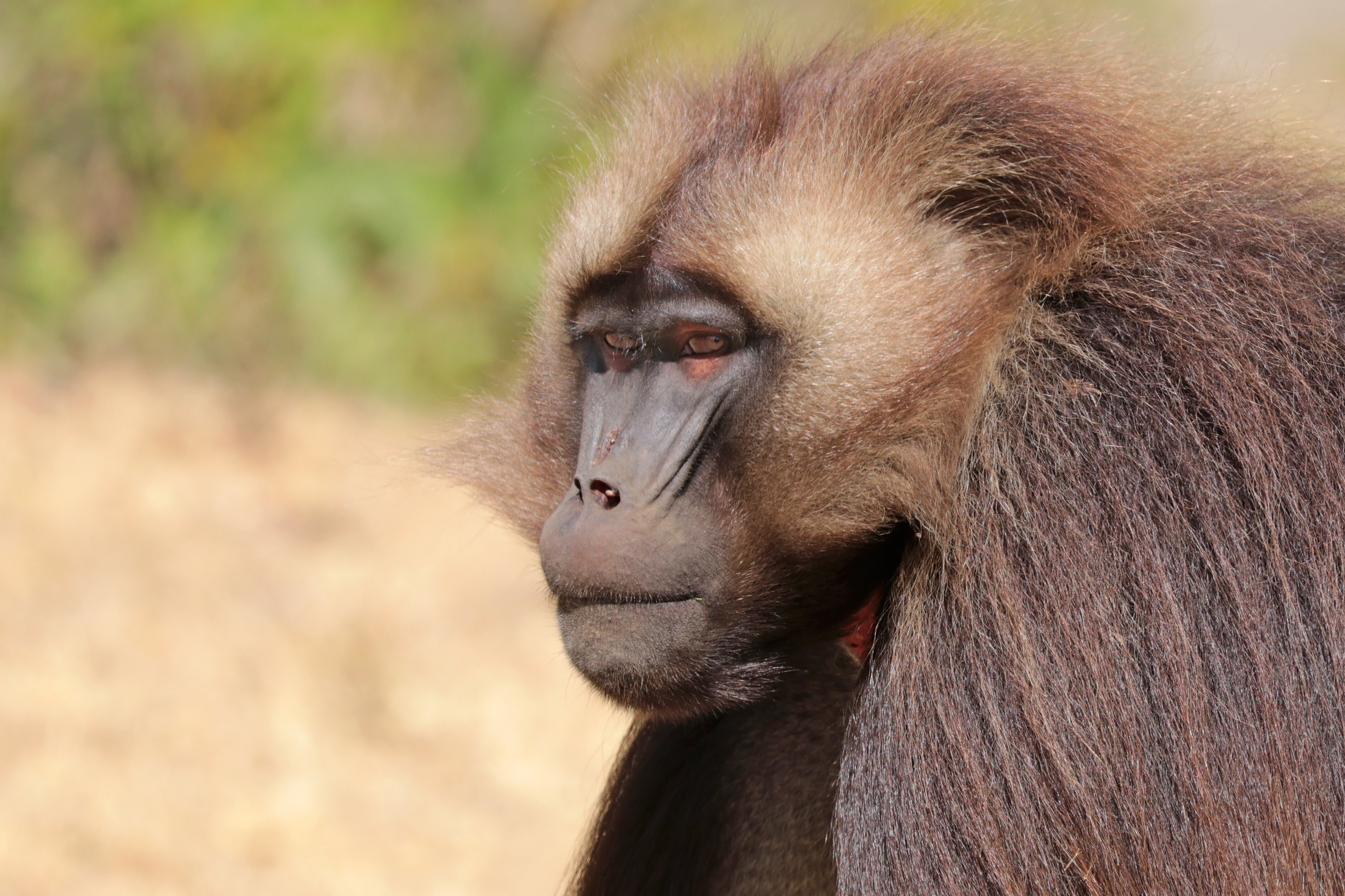 Gelada (Theropithecus gelada gelada) male head